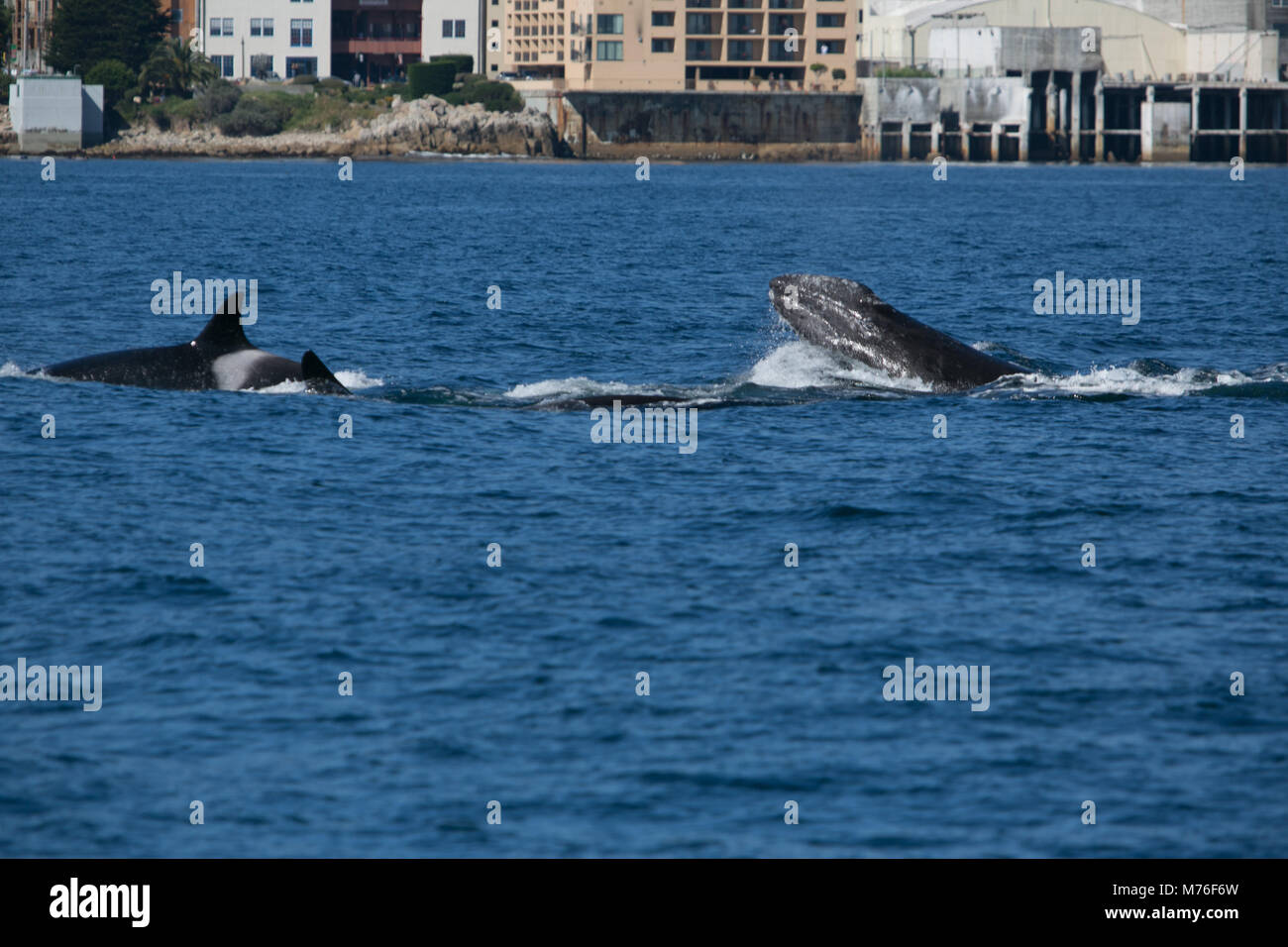 Grauwale und ihr Kalb von Orcas aus Monterey, Kalifornien attackiert. Stockfoto
