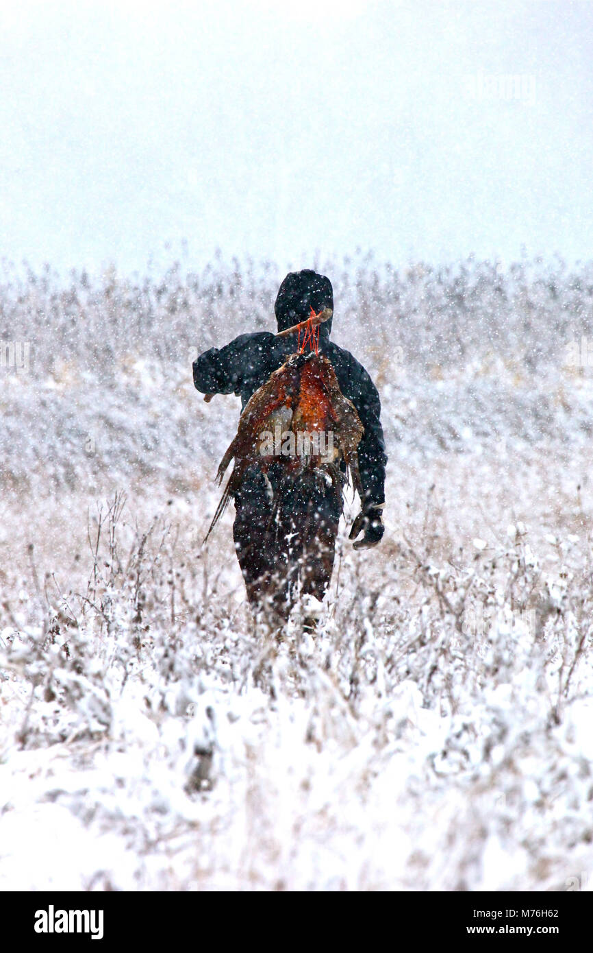 Fasan im Schnee, ein Schläger bequem zu Hause mit Fasanen über seine Schulter. Stockfoto