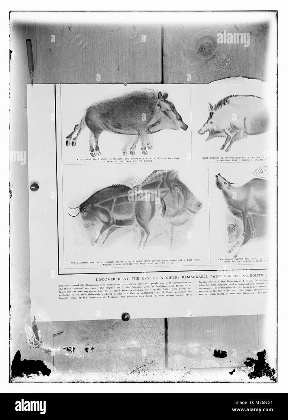 Reproduktionen prähistorischer Höhlenmalereien aus der Altamira-Höhle in Spanien, veröffentlicht in den Illustrated London News. Diese Bilder zeigen frühe menschliche Kunst, die bis in die paläolithische Ära zurückreicht. Stockfoto