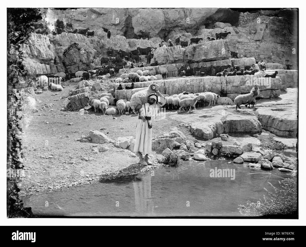Ein Bild einer Gruppe von Schafen, das die Tiere in einer natürlichen Umgebung oder in einem landwirtschaftlichen Betrieb zeigt. Das Foto zeigt ihre Rolle in der Landwirtschaft und Tierhaltung. Stockfoto