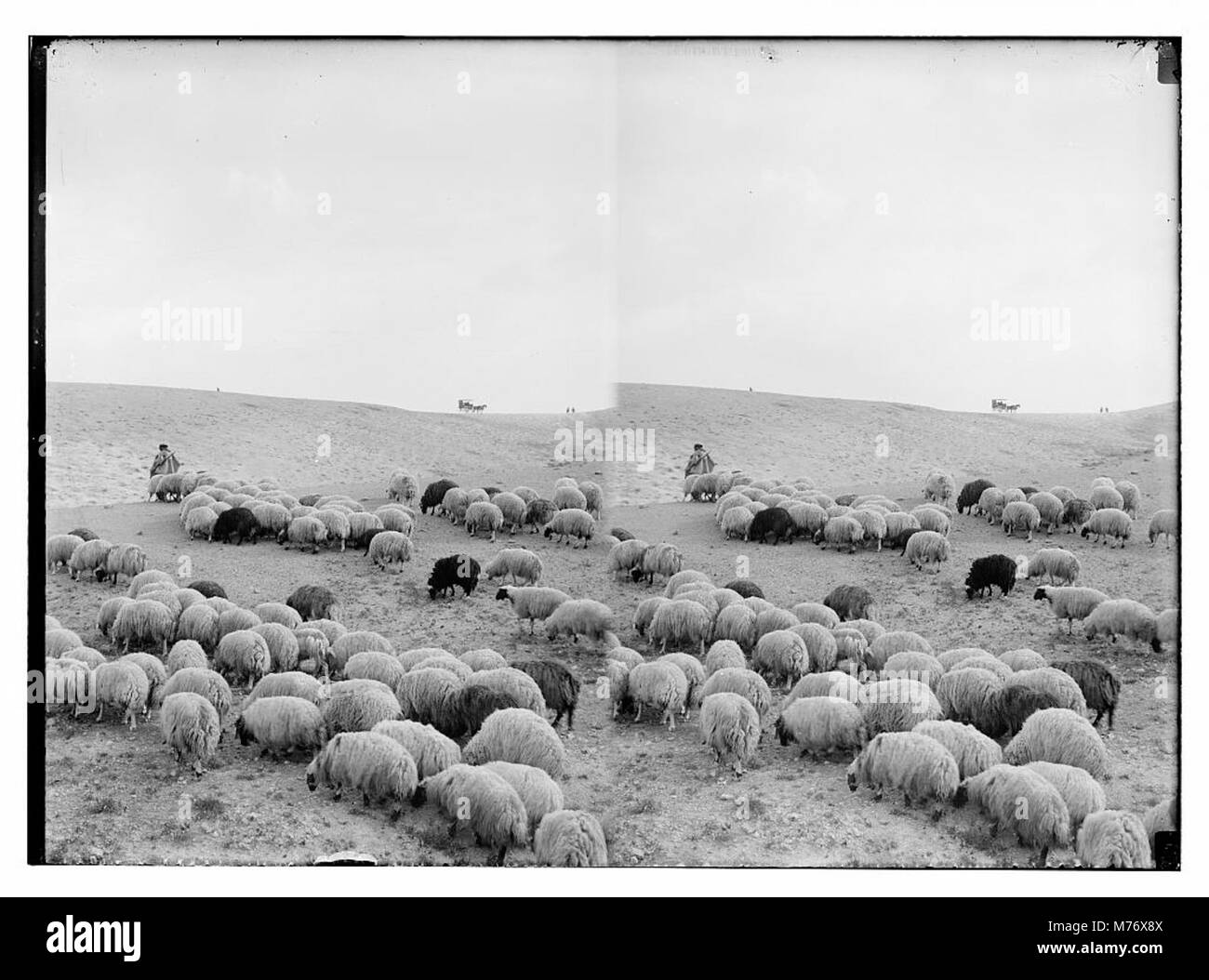 Dieses Bild zeigt eine Gruppe von Schafen, die häufig für Wolle und Fleisch aufgezogen werden und in einer Hirtenlandschaft dargestellt werden. Das Foto zeigt die Rolle der Viehzucht in der Landwirtschaft und im ländlichen Leben. Stockfoto