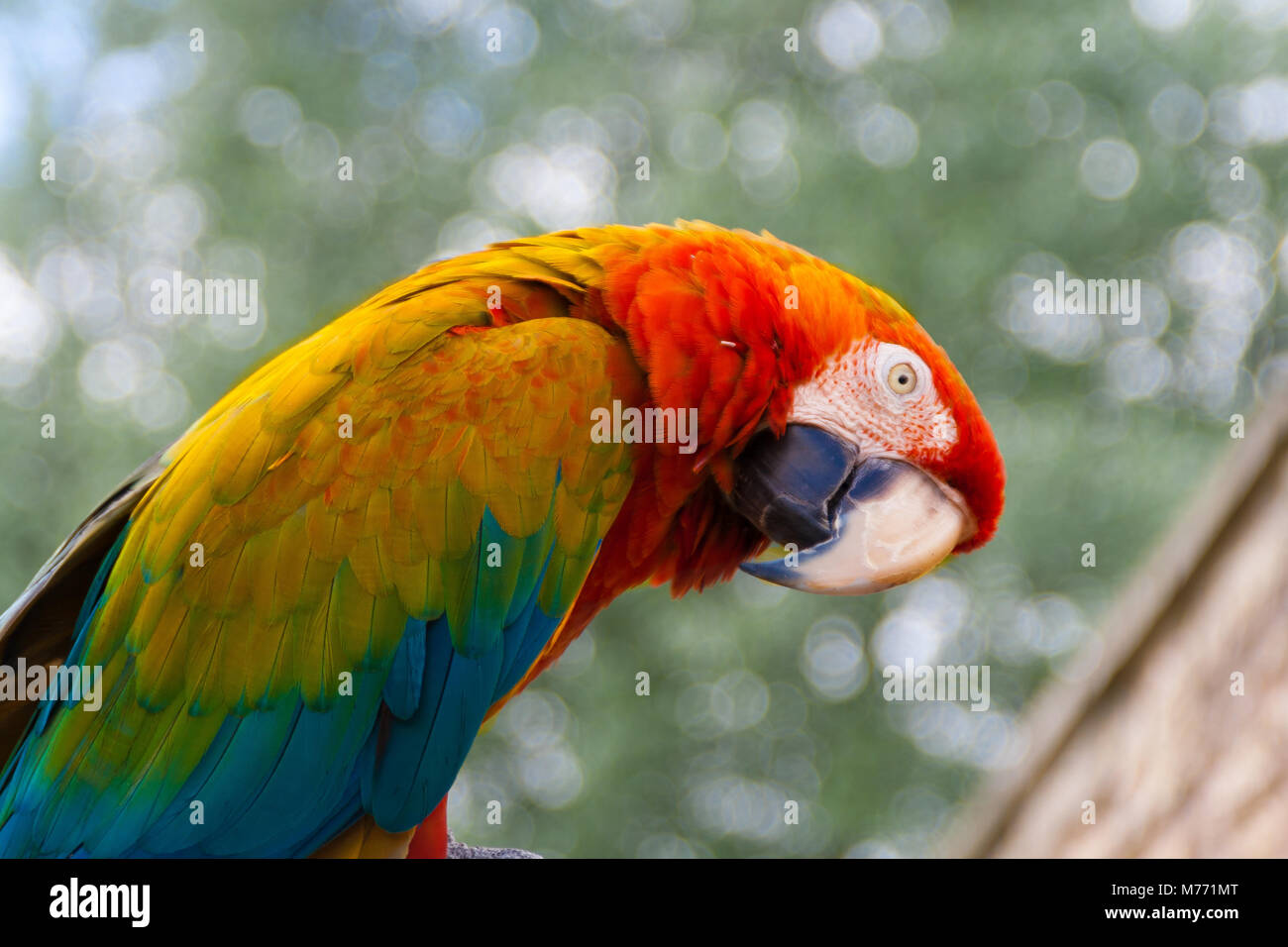 Farbenfrohen exotischen Papagei - eine bunte Vogel saß auf einem Barsch und seinen Kopf neigen zur Seite. Rot, Blau, Gelb und Orange Federn Stockfoto