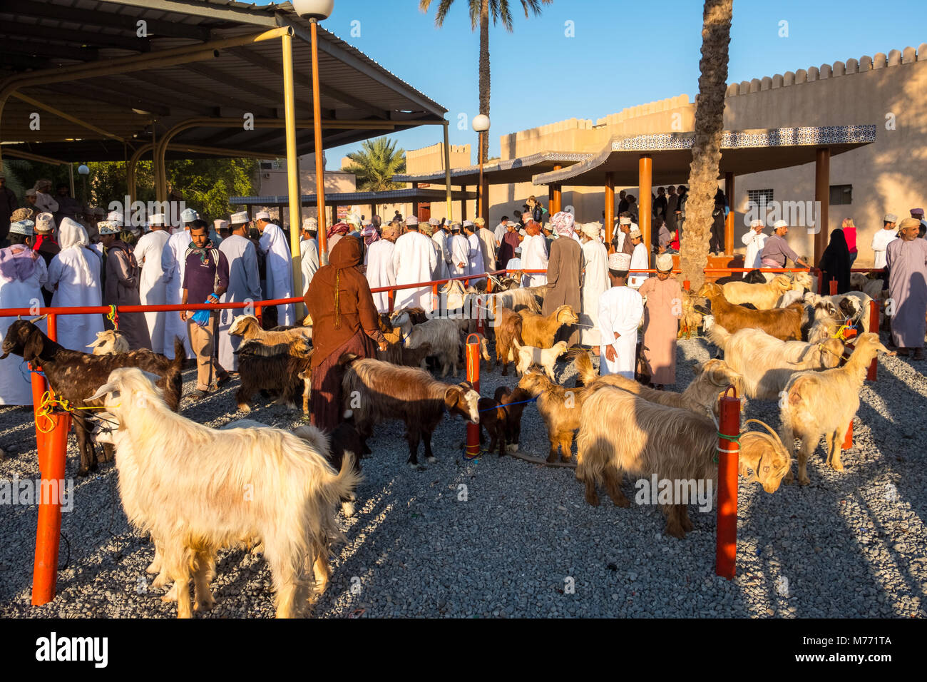 Szene auf der Nizwa Ziege Markt, Nizwa, Sultanat Oman Stockfoto