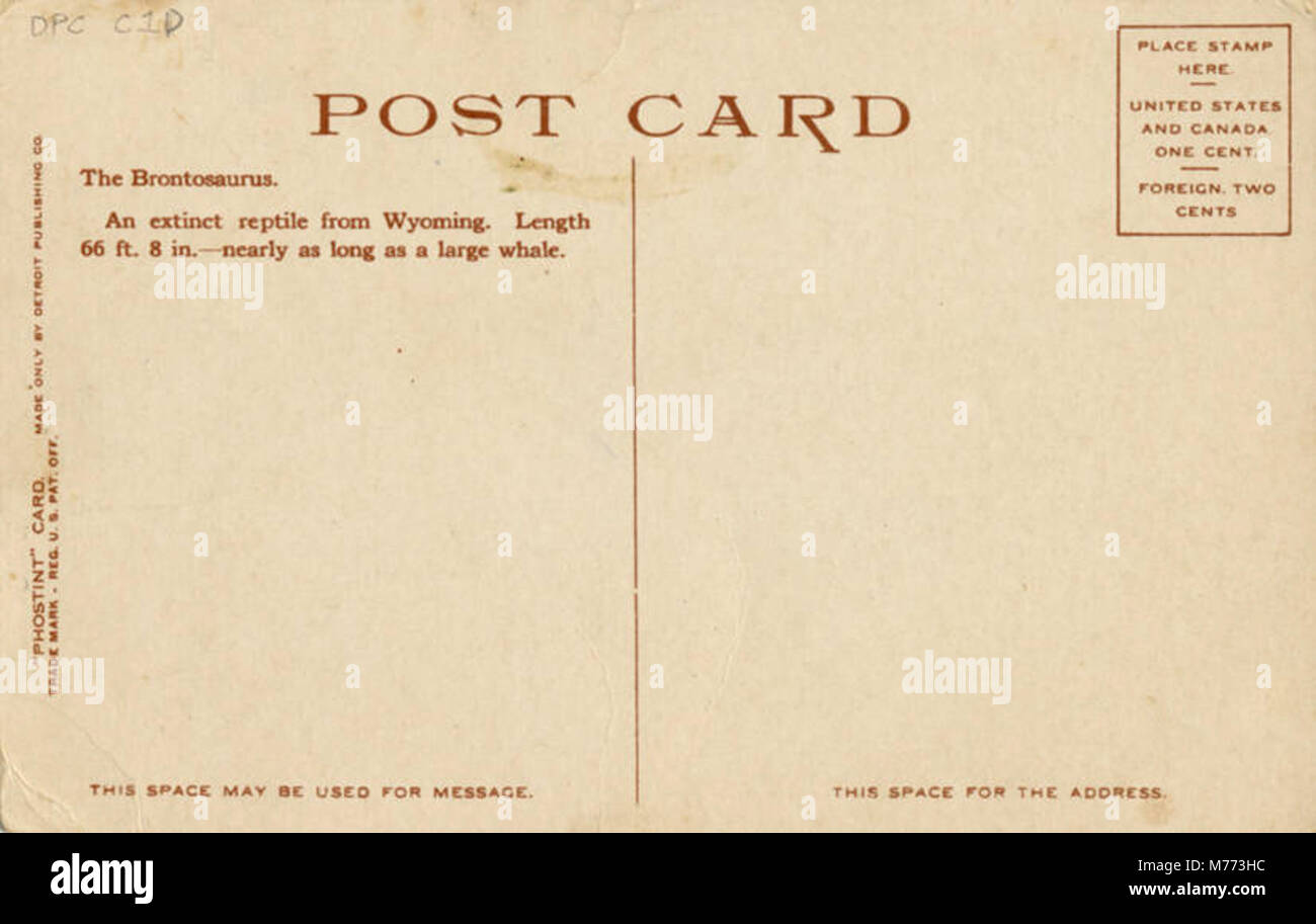 Der Brontosaurus wird im American Museum of Natural History ausgestellt und zeigt diesen legendären Sauropoden-Dinosaurier. Die Ausstellung zeigt ein lebensgroßes Modell, das Größe und Struktur der Kreatur hervorhebt, die einst während der Jurazeit die Erde durchstreifte. Stockfoto