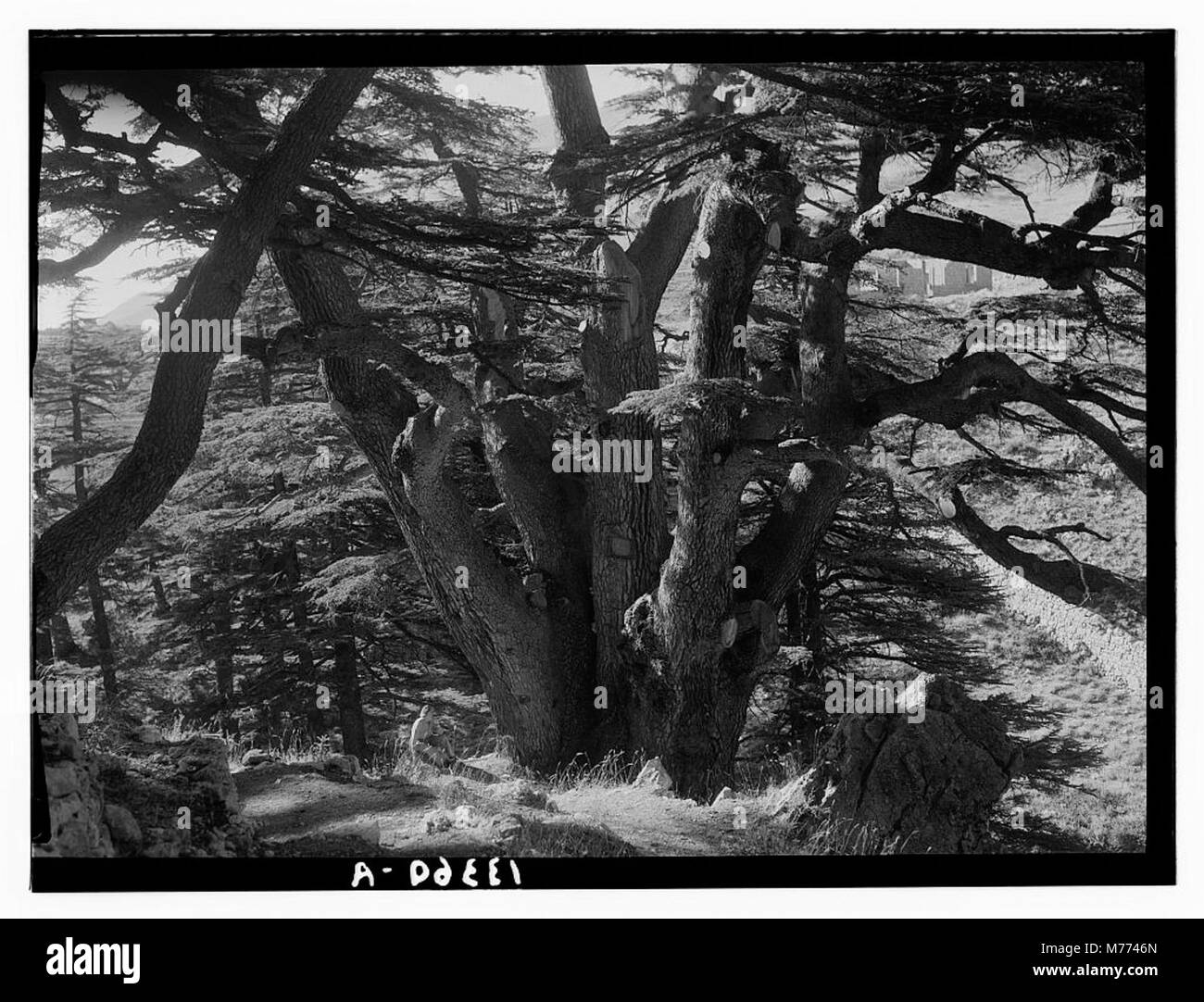 Ein Foto der Zedern des Libanon in der Nähe von Tripolis, das den berühmten Arz er-Rab-Hain zeigt, der für seine historische und kulturelle Bedeutung im Libanon bekannt ist. Stockfoto