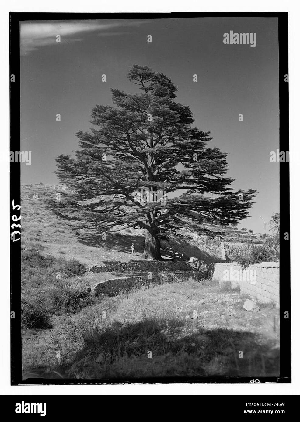 Dieses Bild zeigt die berühmten Zedern des Libanon in der Nähe von Tripolis, einschließlich einer einsamen Riesenzederne. Der Hain hat historische Bedeutung und ist bekannt für seine alten Bäume, die seit Jahrtausenden Teil der libanesischen Kultur sind. Stockfoto