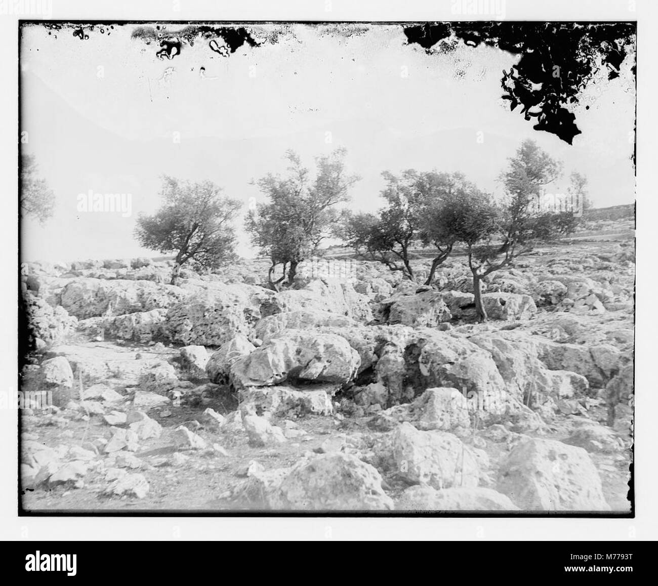 Eine Fotografie einer Sammlung von Bäumen, die die Schönheit und Vielfalt der Pflanzenwelt zeigt, mit Schwerpunkt auf ihrer natürlichen Form und ihrer ökologischen Bedeutung. Stockfoto
