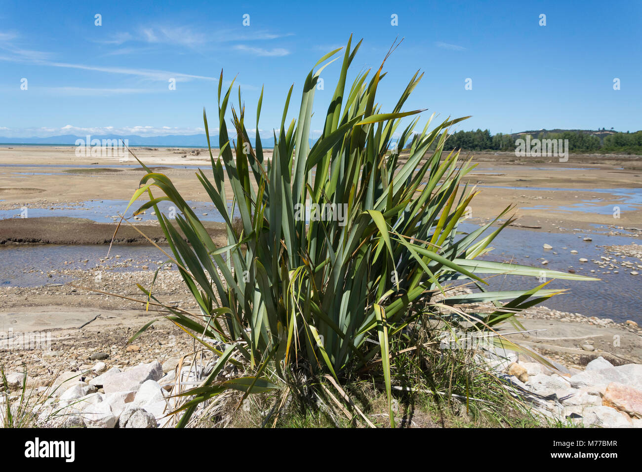 Heimat Neuseeland Flachspflanze (Formium), Sandy Bay, Abel Tasman National Park, Marahau, Tasman Bay, Tasman, Neuseeland Stockfoto