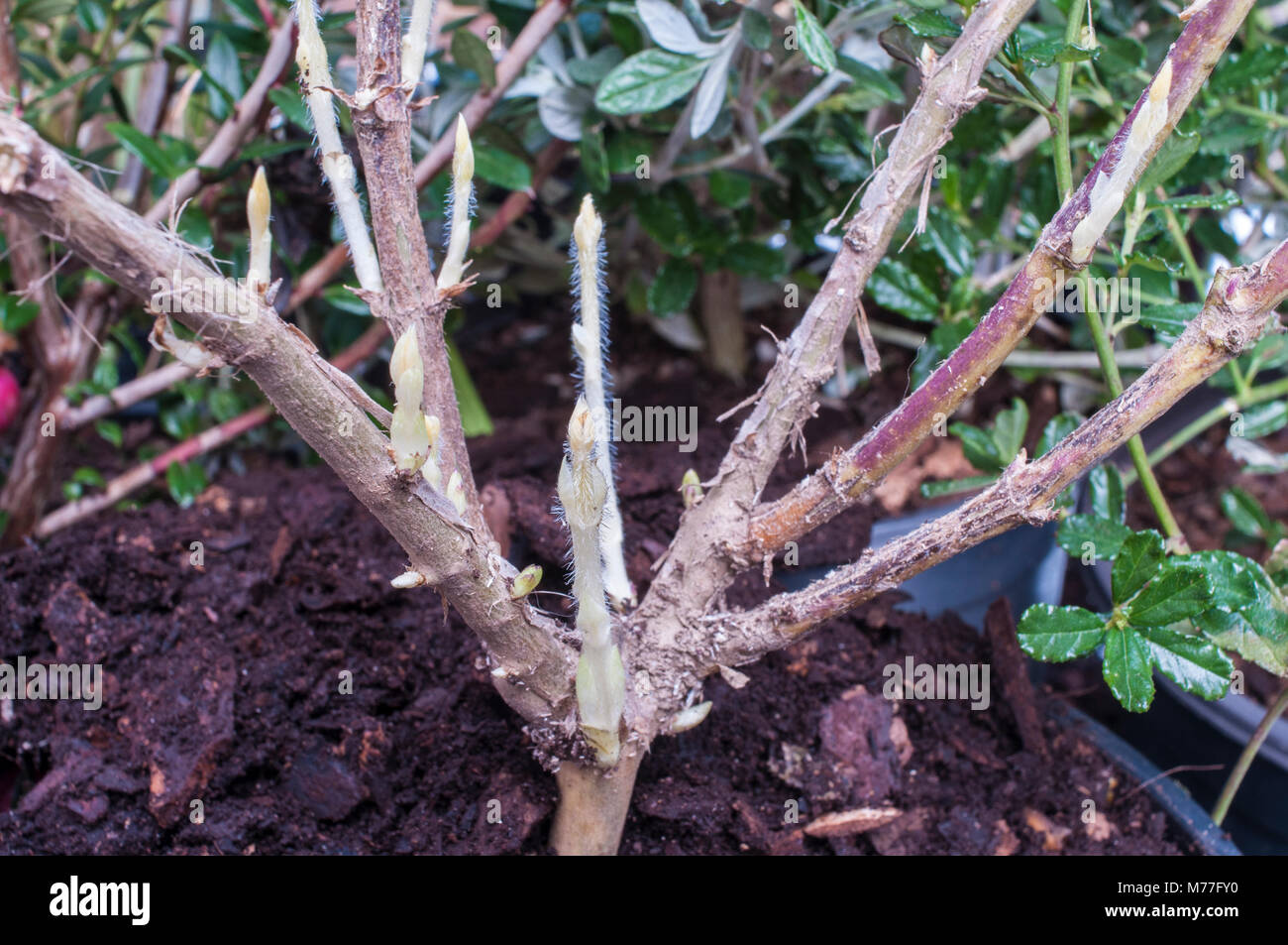Bild zeigt neue Triebe auf der Geißelpflanze. Stockfoto