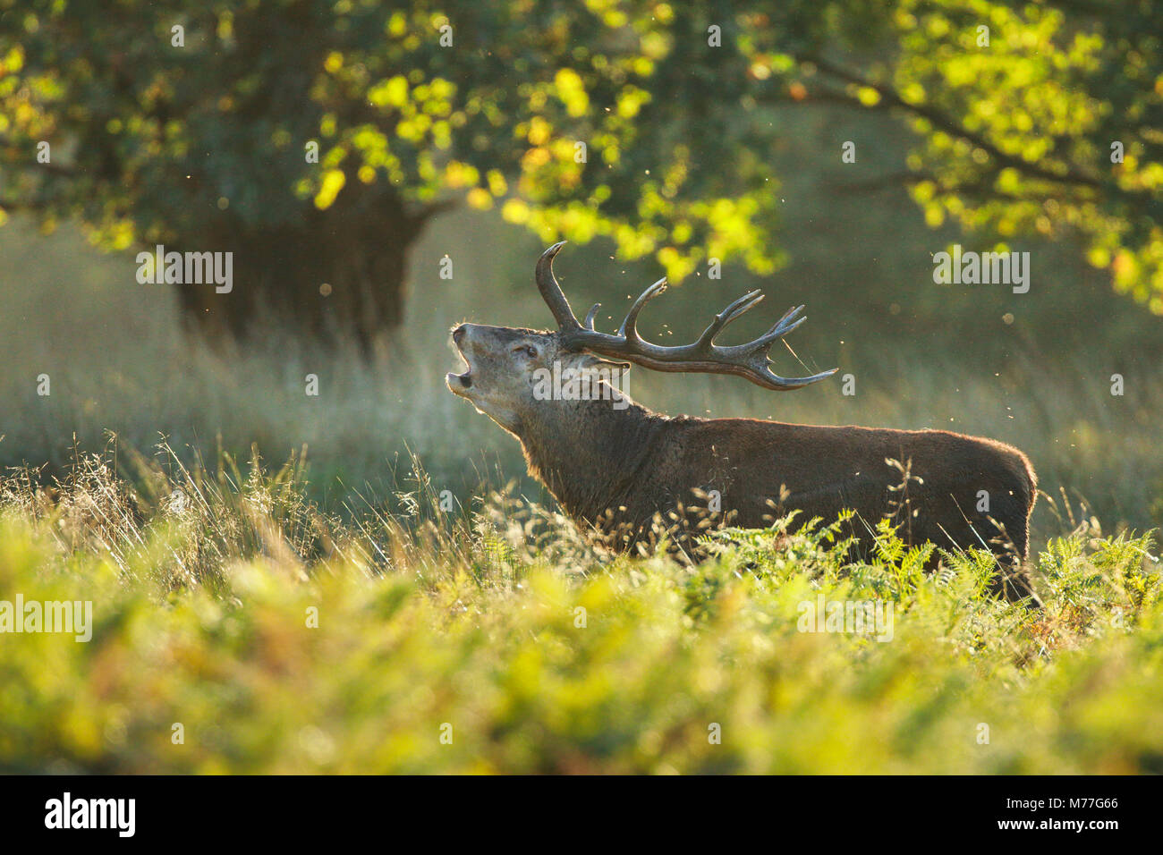 Red deer Hirsch, Richmond Park, Greater London, England, Vereinigtes Königreich, Europa Stockfoto