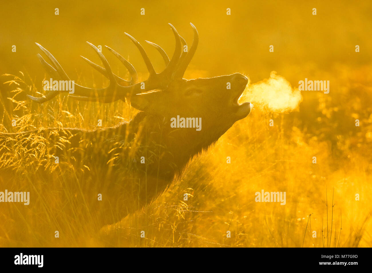 Red Deer stag bei Sonnenaufgang, Richmond Park, Greater London, England, Vereinigtes Königreich, Europa Stockfoto