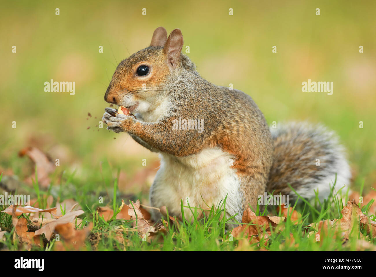 Graue Eichhörnchen, Richmond Park, Greater London, England, Vereinigtes Königreich, Europa Stockfoto