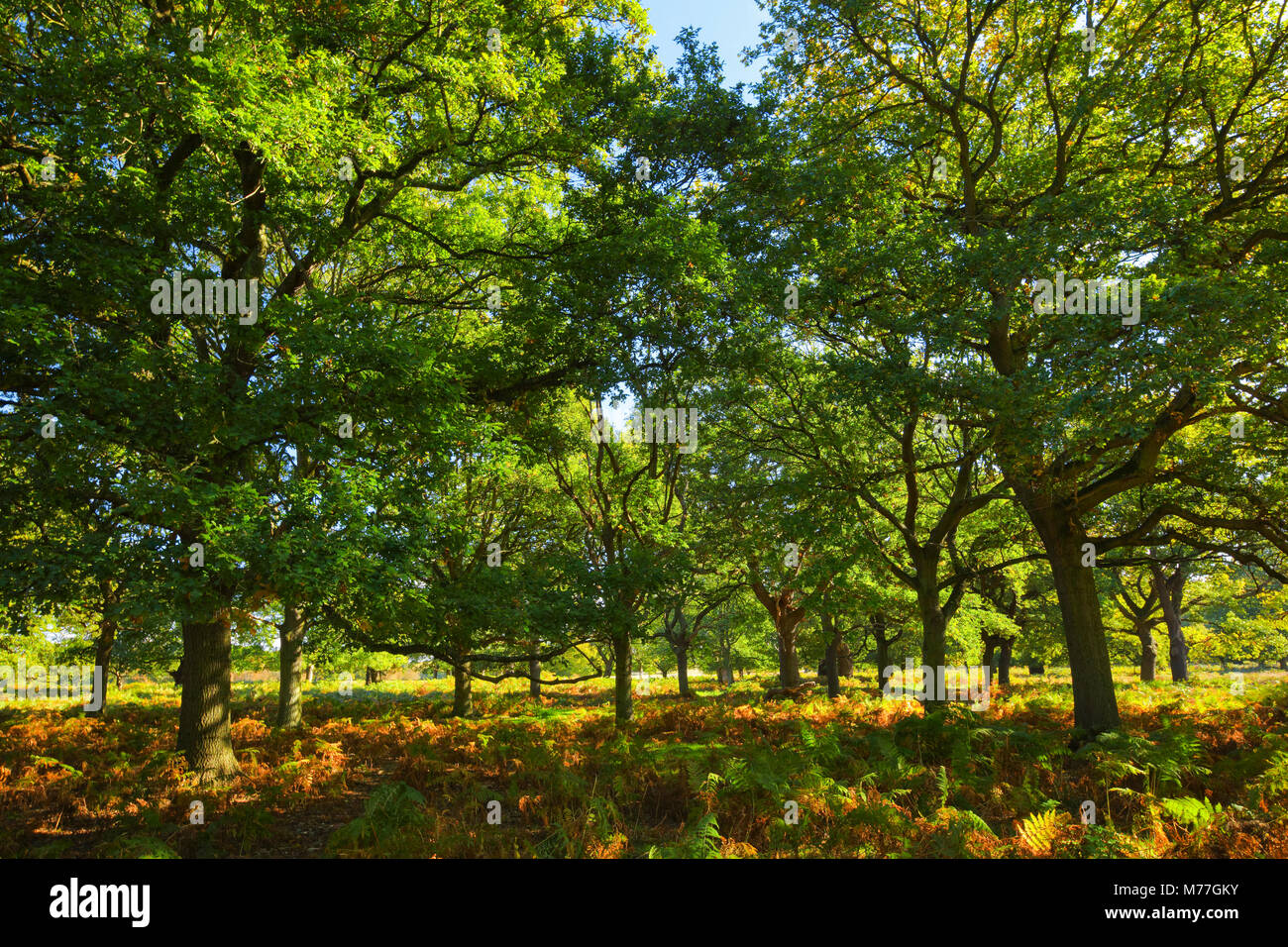 Eichen, Richmond Park, Greater London, England, Vereinigtes Königreich, Europa Stockfoto
