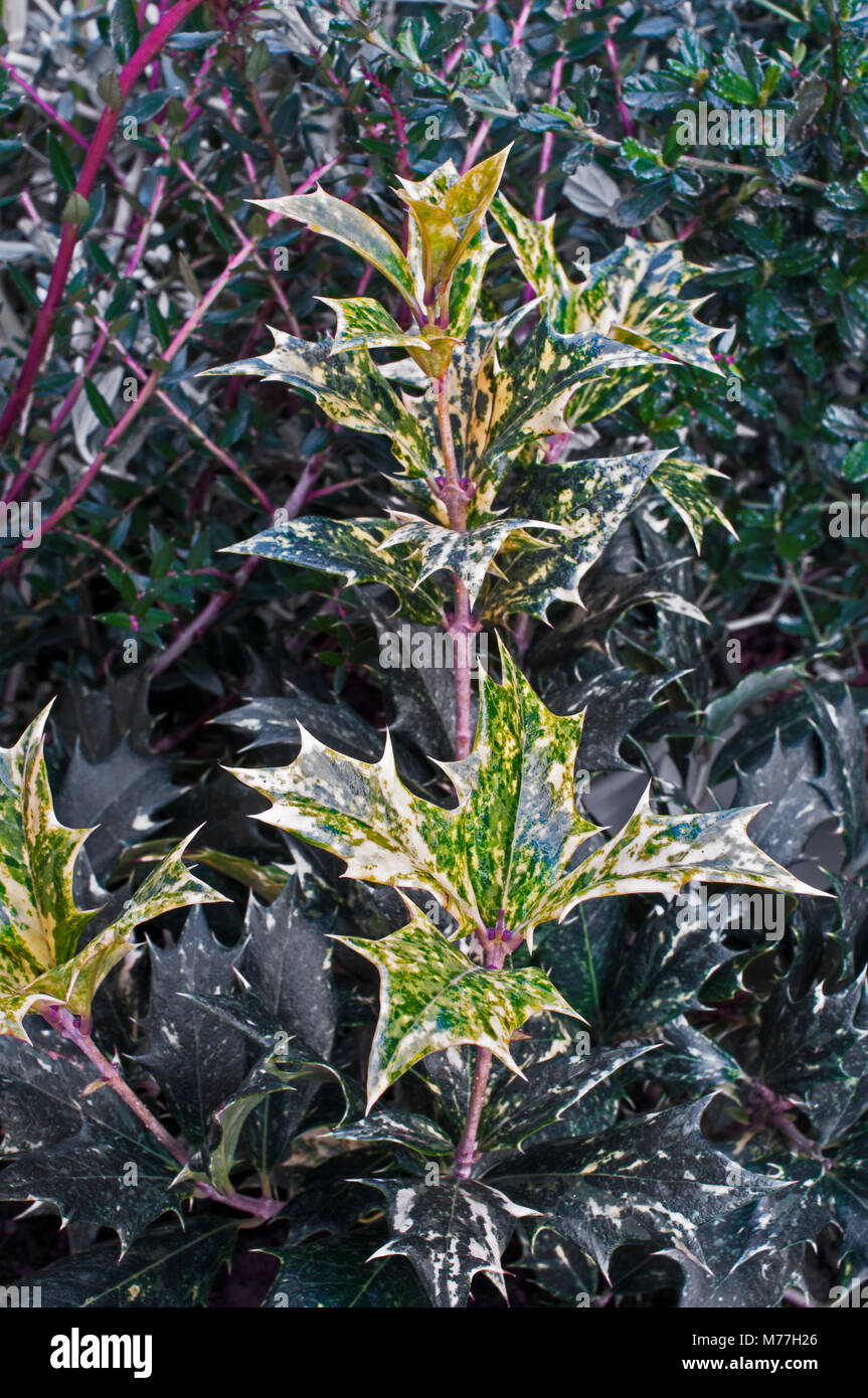 Neues Wachstum auf Osmanthus heterophyllus 'Goshiki' im Winter & Frühjahr. Stockfoto