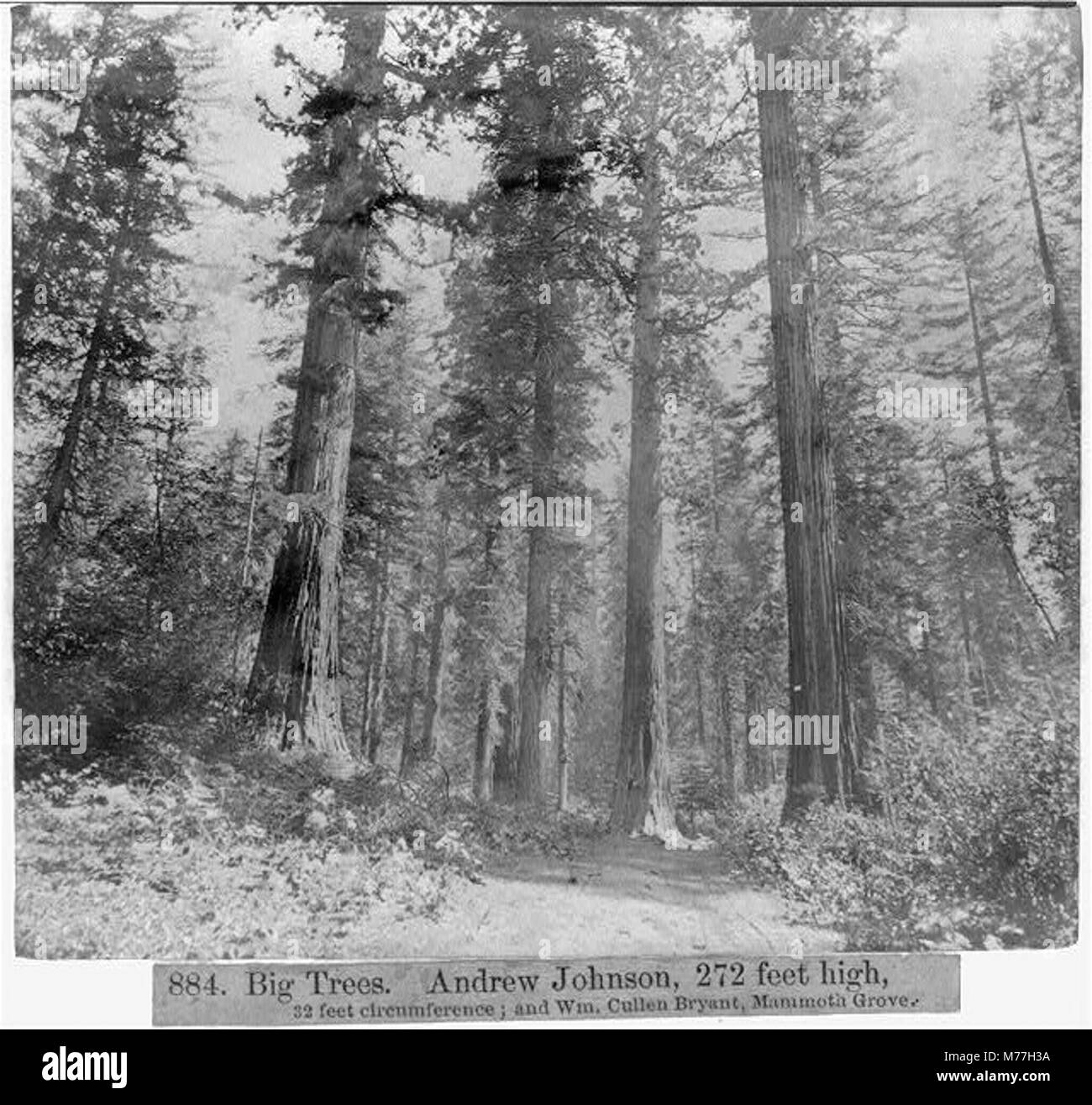 Großen Bäumen. Andrew Johnson, 272 Meter hoch, 32 Meter Umfang und William Cullen Bryant, Mammut Grove LCCN 2002723087 Stockfoto
