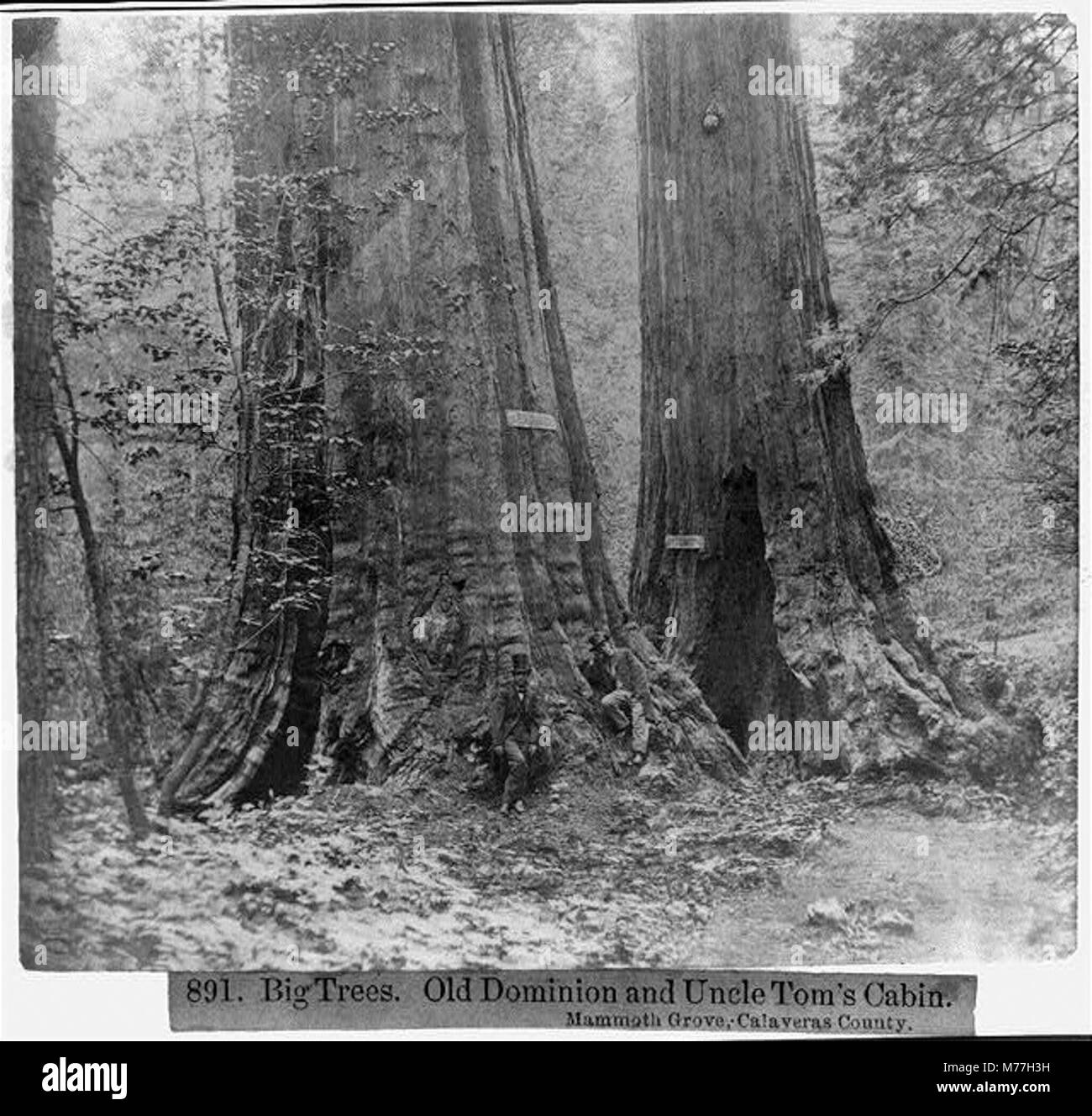 Große Bäume - alte Herrschaft und Onkel Toms Hütte Mammut Grove, Calaveras County LCCN 2002723049 Stockfoto