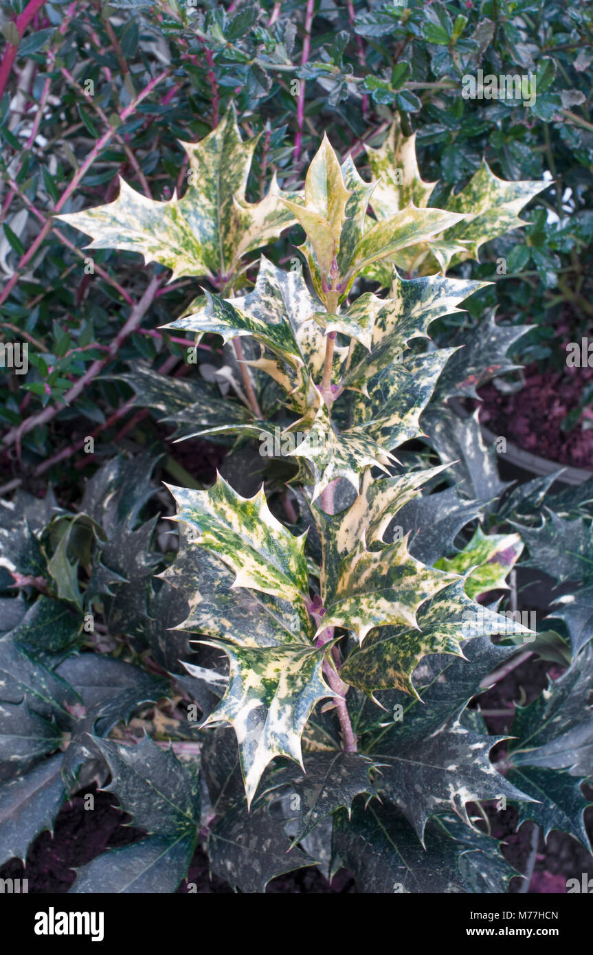 Neues Wachstum auf Osmanthus heterophyllus 'Goshiki' im Winter & Frühjahr. Stockfoto