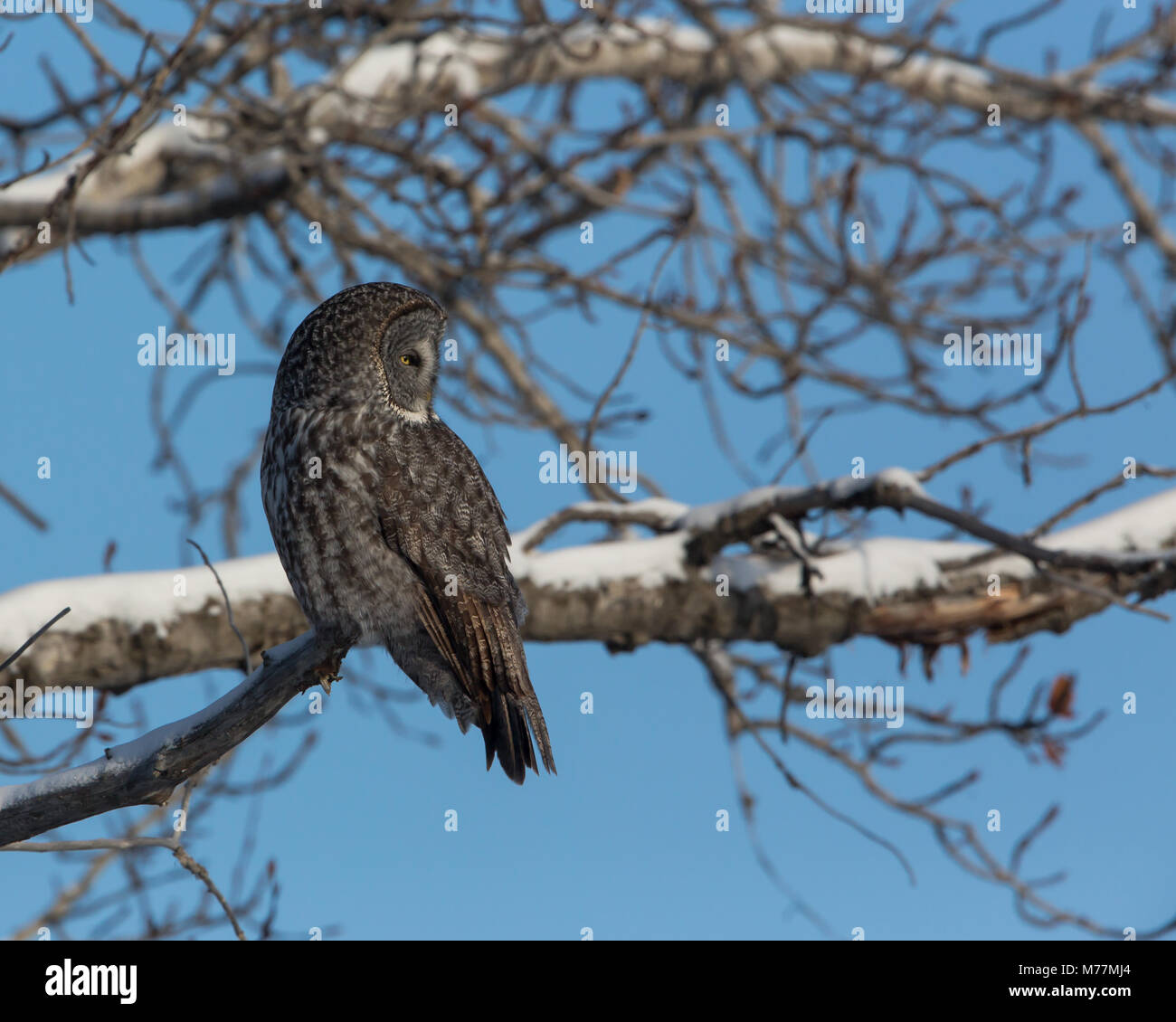 Thront und die Jagd der Bartkauz ist etwa zu Fliegen und machen eine Vole eine Mahlzeit. Stockfoto