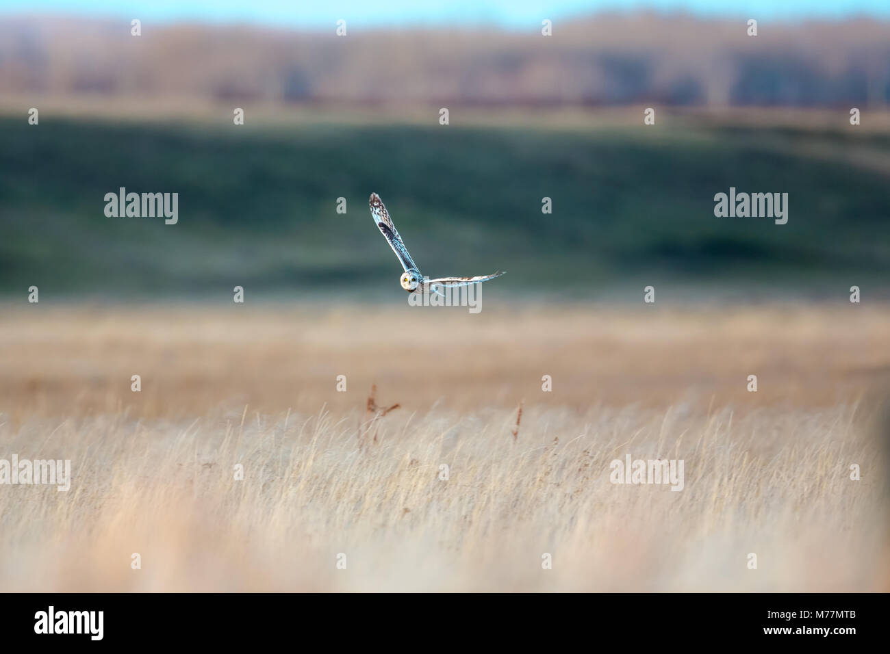 Short Eared Owl drehen über Wiese Stockfoto