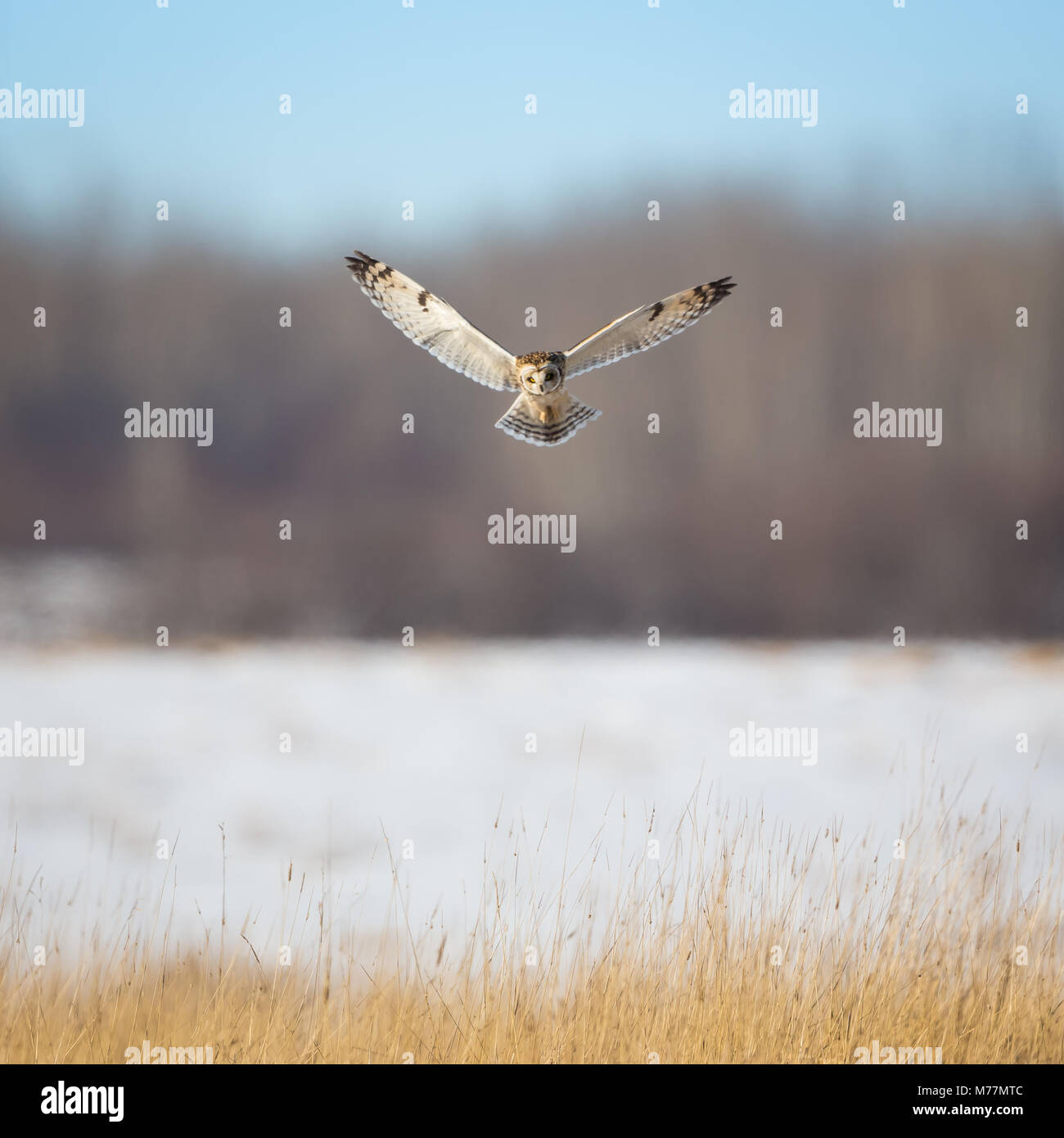 Short Eared Owl in einem Jagd schweben Stockfoto