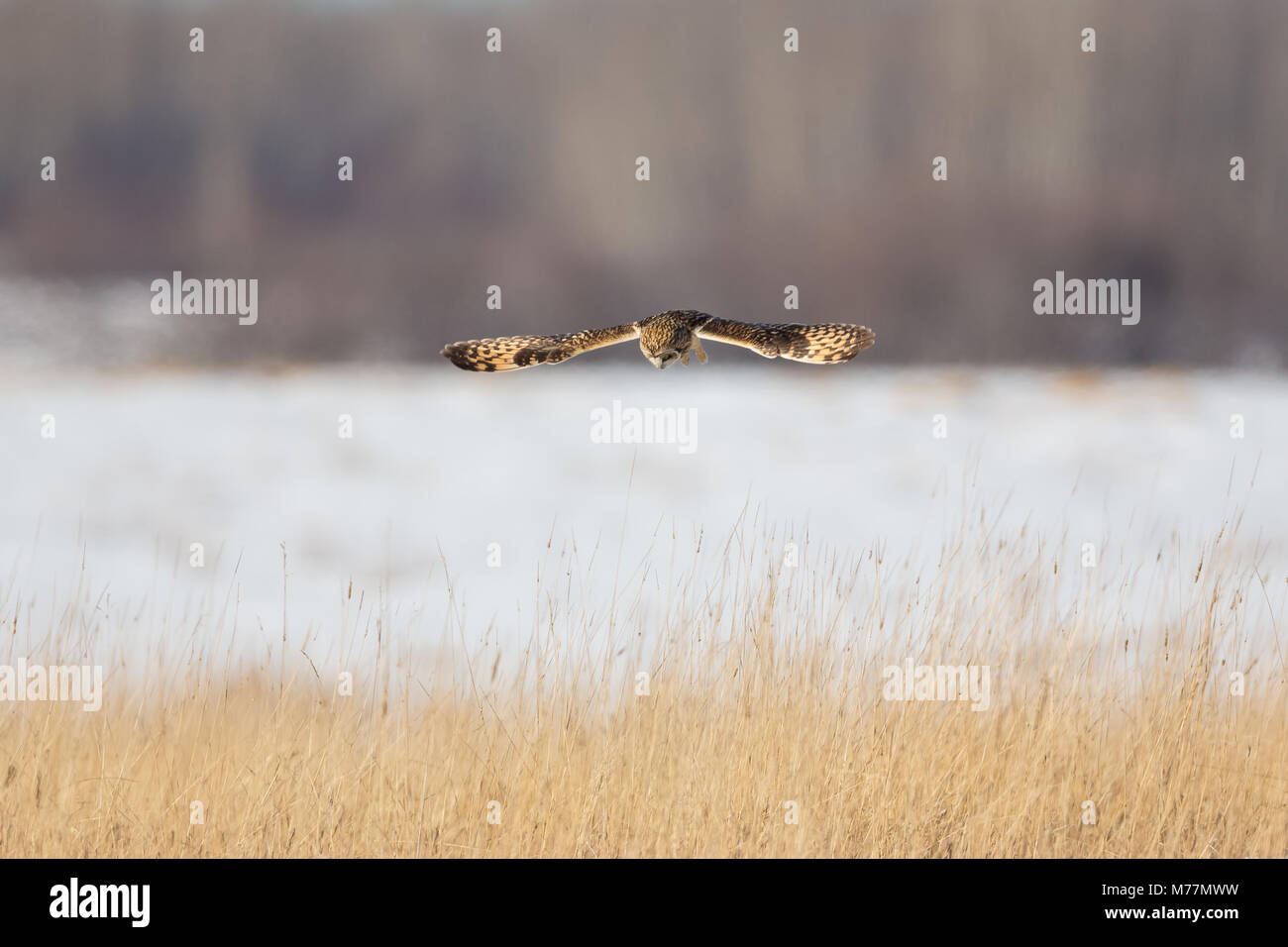 Short Eared Owl Jagd tauchen Stockfoto