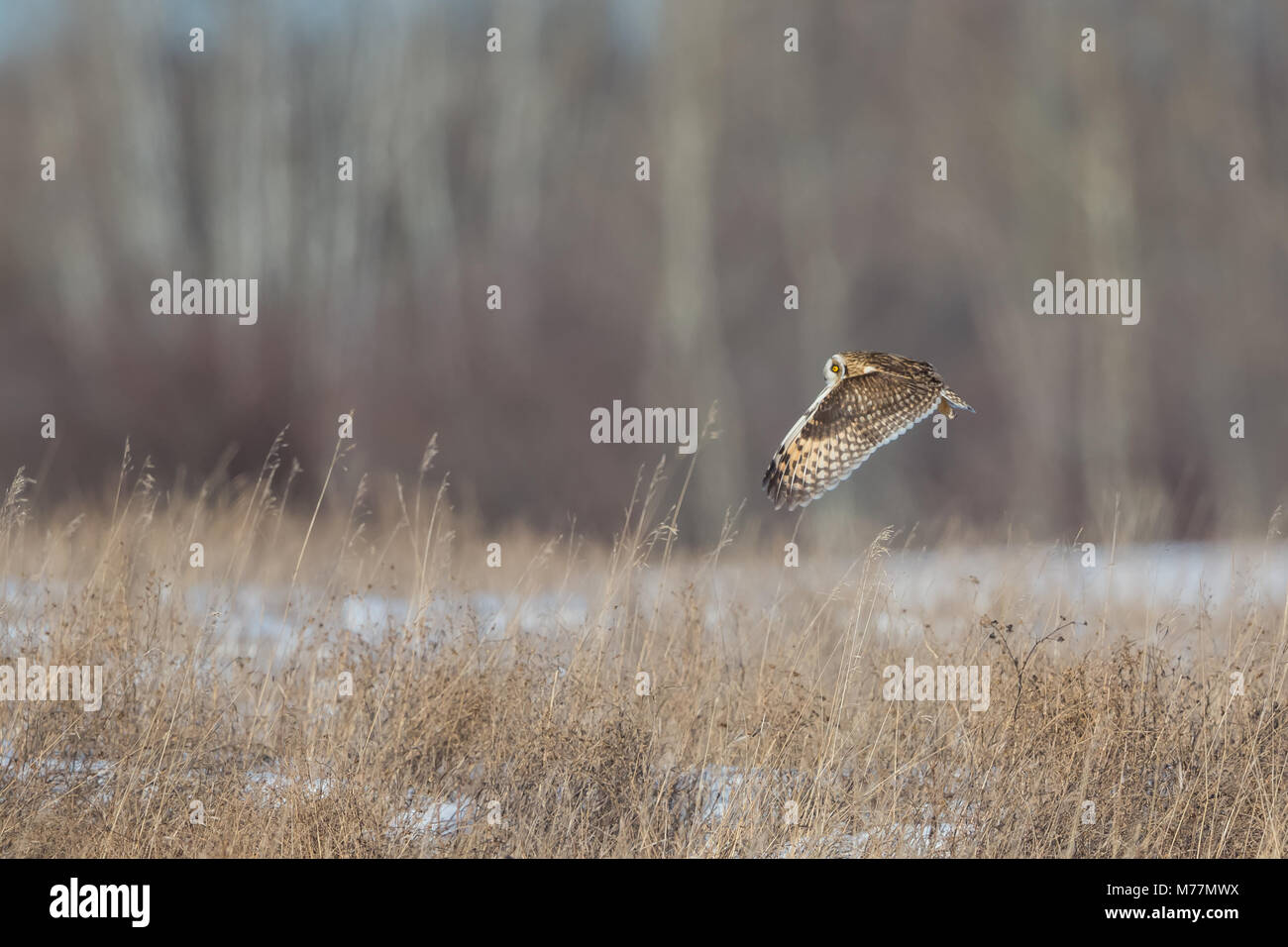 Short Eared Owl überfliegen das lange Grass Stockfoto