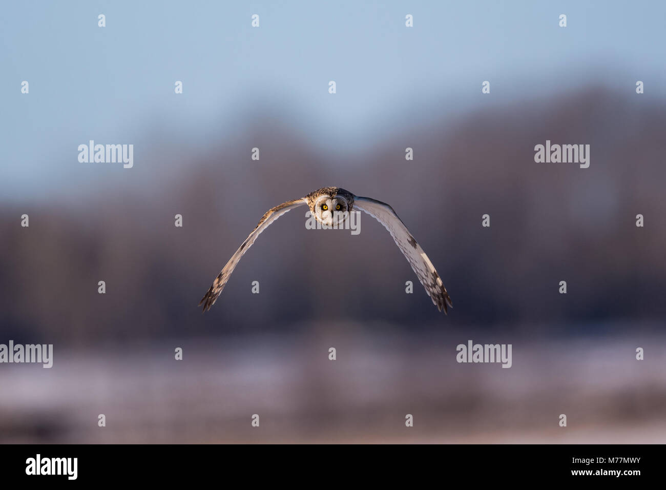 Short Eared Owl fliegen gerade im Viewer Stockfoto