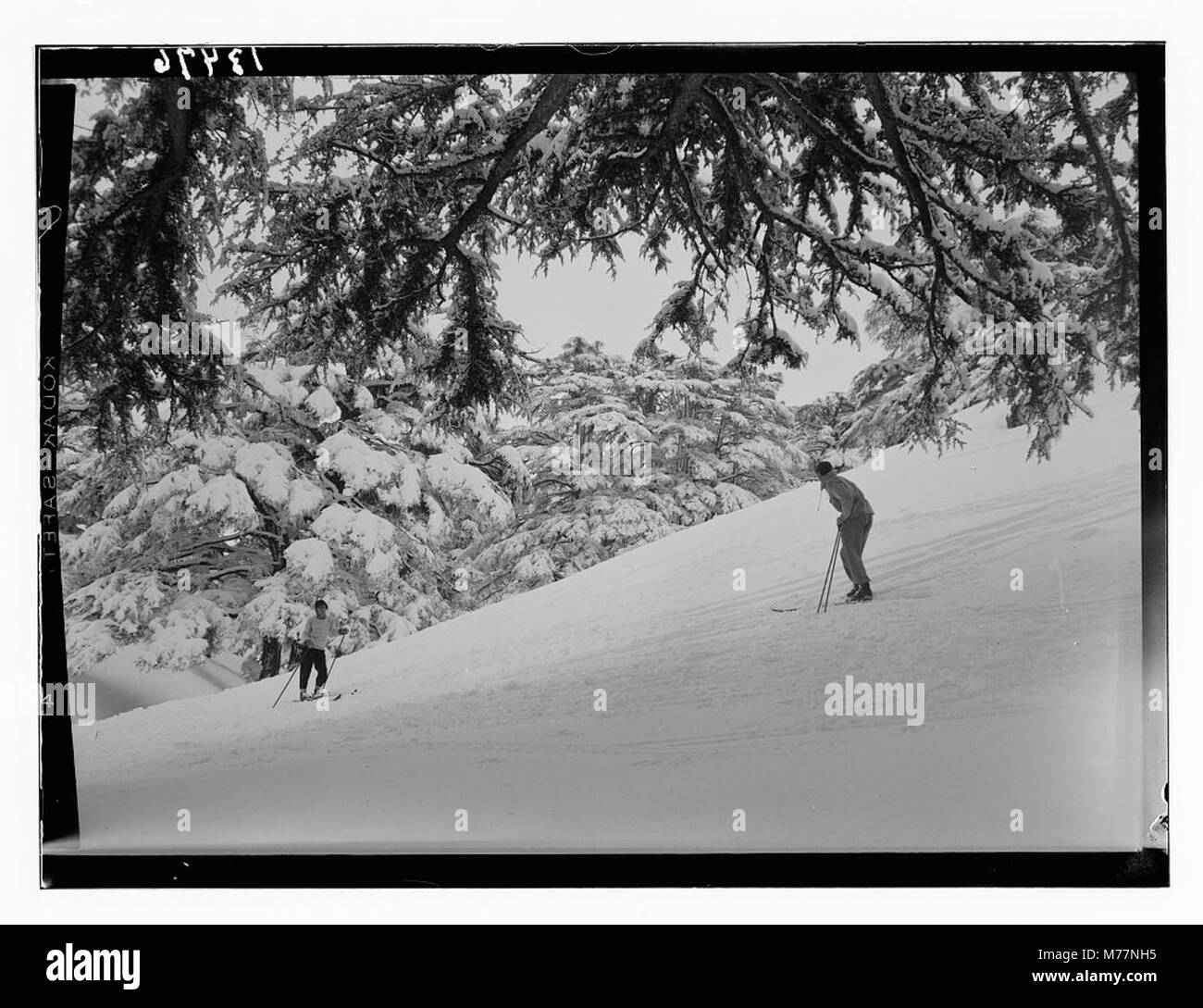 Eine ruhige Szene, die in einem Zedernhain aufgenommen wird und die majestätischen Zedern und die friedliche natürliche Umgebung zeigt. Das Foto zeigt die Pracht und Schönheit dieser alten Bäume. Stockfoto