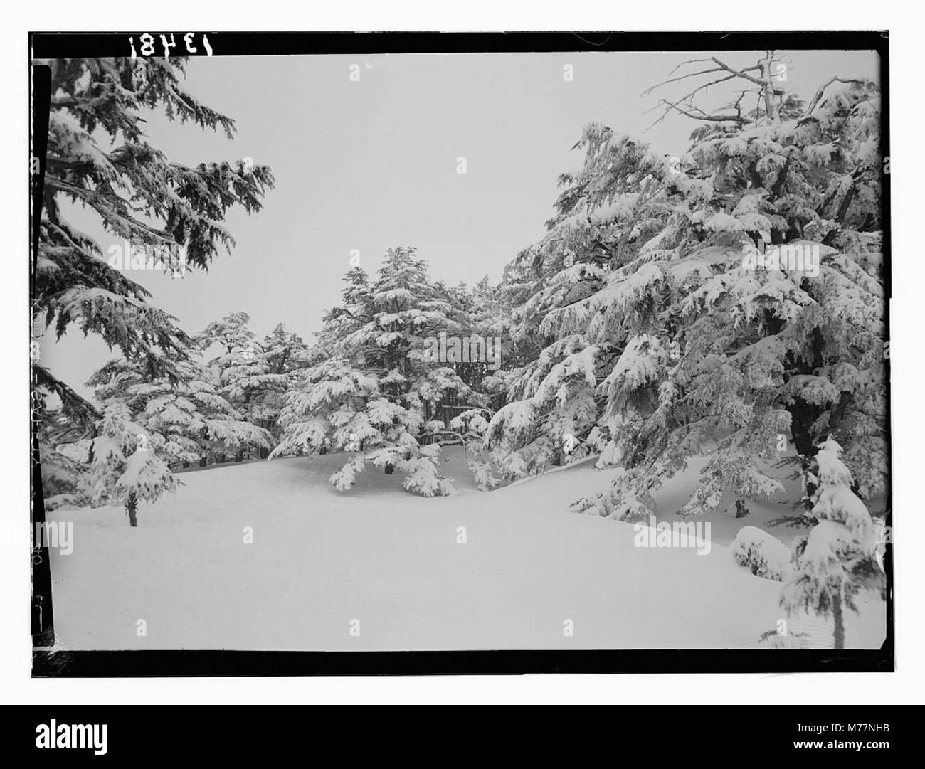 Eine ruhige Szene in einem Zedernhain, die die Schönheit und Pracht der alten Zedernbäume zeigt. Das Bild fängt die ruhige Atmosphäre der Natur in einer üppigen, waldreichen Umgebung ein. Stockfoto