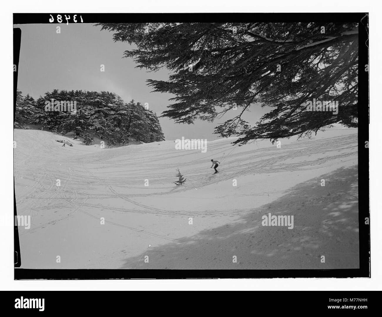 Dieses Bild zeigt eine Gruppe von Zedern in einem Hain, die wahrscheinlich eine natürliche Landschaft und die Schönheit der Zedernbäume in ihrem heimischen Lebensraum darstellen. Stockfoto