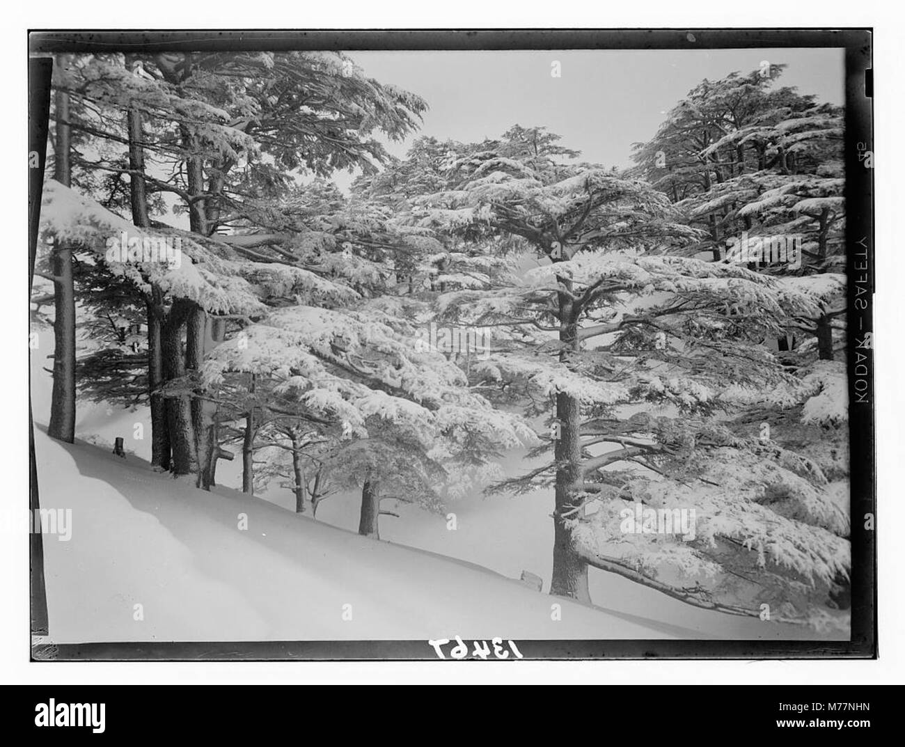 Ein Foto, das einen Zedernwald zeigt und diese majestätischen Bäume in ihrem natürlichen Lebensraum hervorhebt. Das Bild zeigt die Schönheit und Größe der Zedernbäume in der Umgebung. Stockfoto