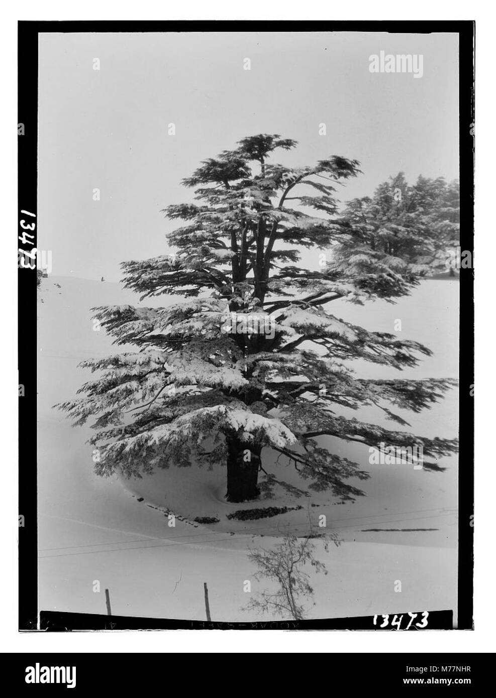 Dieses Foto zeigt einen einsamen, majestätischen Zedernbaum, der mit Schnee bedeckt ist. Das Bild fängt die ruhige Schönheit des Baumes im Winter ein und zeigt die ruhige und kraftvolle Winterlandschaft der Natur. Stockfoto