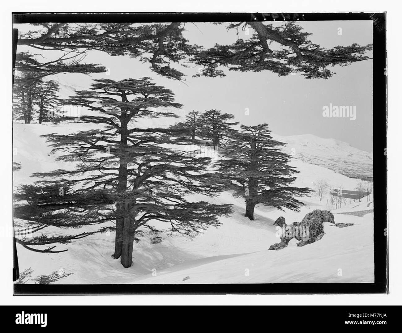 Ein Foto von Zedernbäumen ohne Schnee, das die natürliche Schönheit dieser immergrünen Bäume in ihrer heimischen Umgebung zeigt. Stockfoto