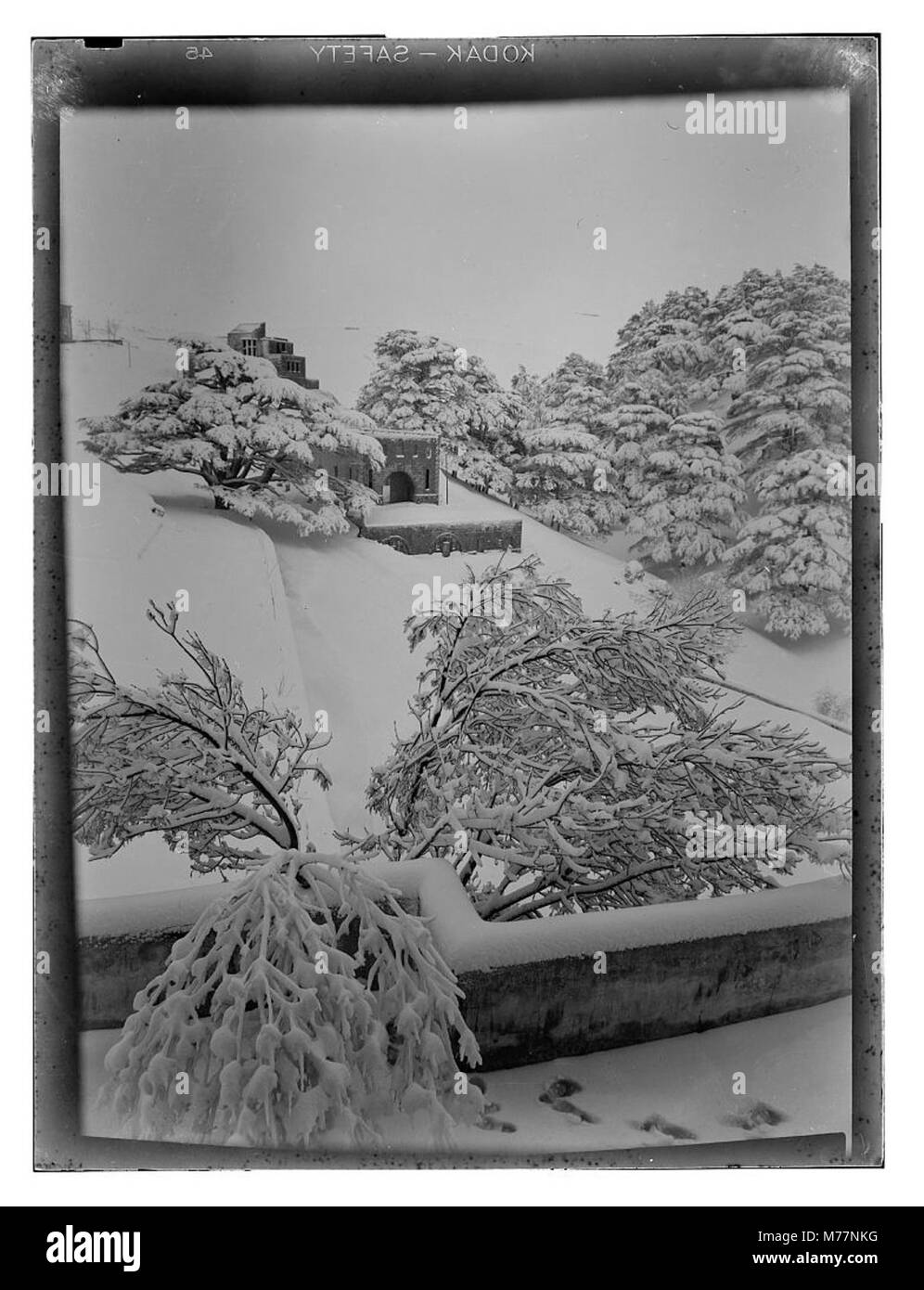 Ein Foto, das Zedern in ihrem natürlichen Lebensraum zeigt. Das Bild konzentriert sich auf die Struktur und Umgebung der Bäume und unterstreicht die Schönheit und Majestät dieser Bäume. Stockfoto