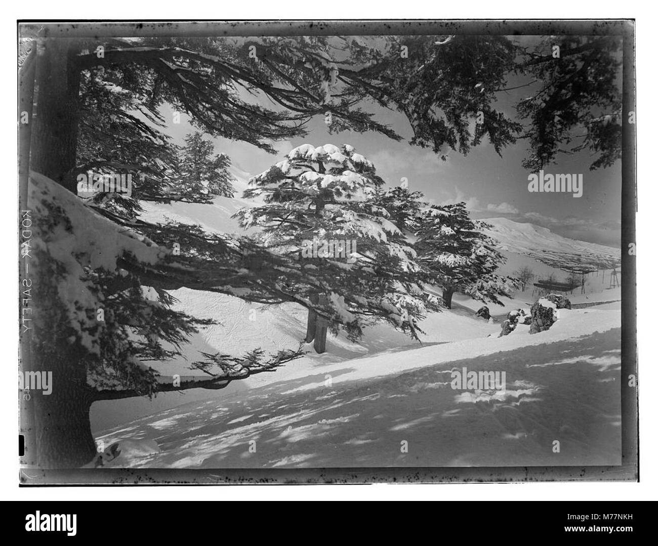 Ein Foto von Zedern, wahrscheinlich aus einer bestimmten Region, die die Merkmale und Bedeutung des Baumes in der natürlichen Landschaft veranschaulichen. Stockfoto