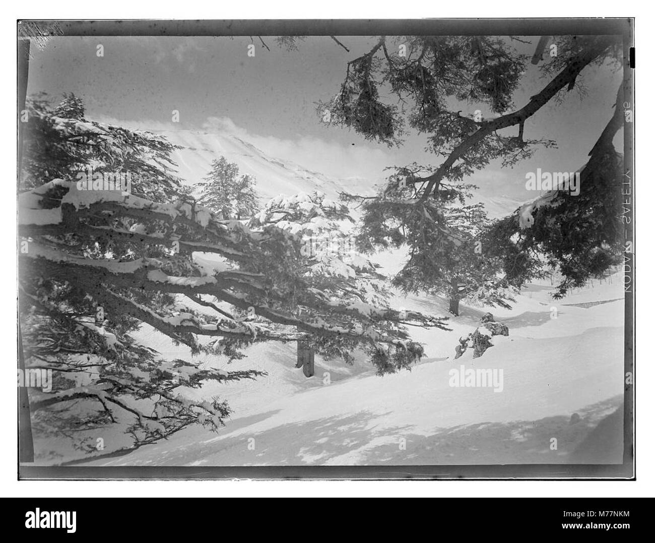 Cedars ist ein Wahrzeichen oder ein bedeutendes Gebiet, das sich oft auf einen Ort bezieht, der für seine kulturelle oder ökologische Bedeutung bekannt ist, wie einen Hain oder Zedernwald. Stockfoto