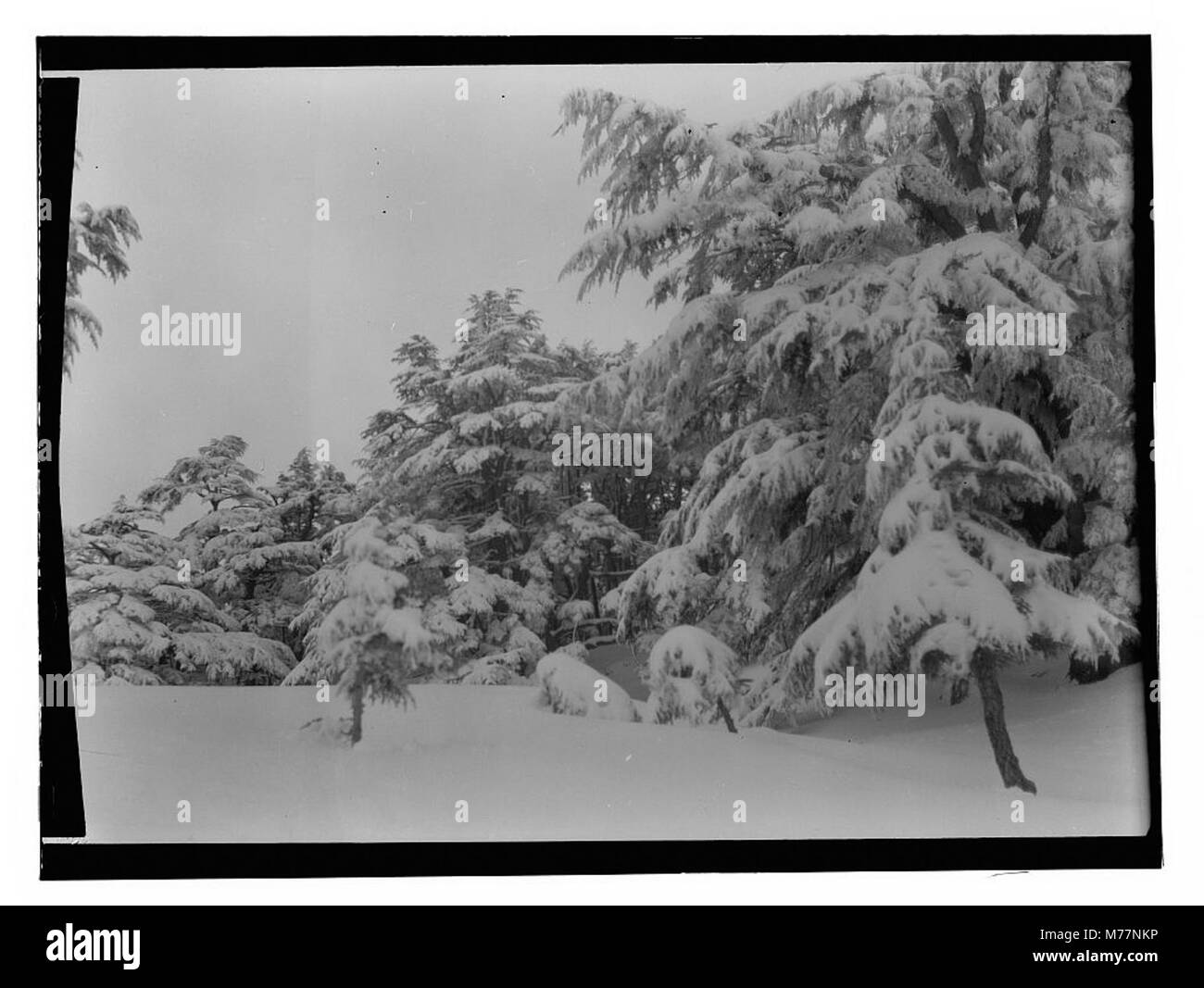 Foto von Zedernbäumen, die ihre natürliche Schönheit und Bedeutung in der Landschaft einfangen. Stockfoto