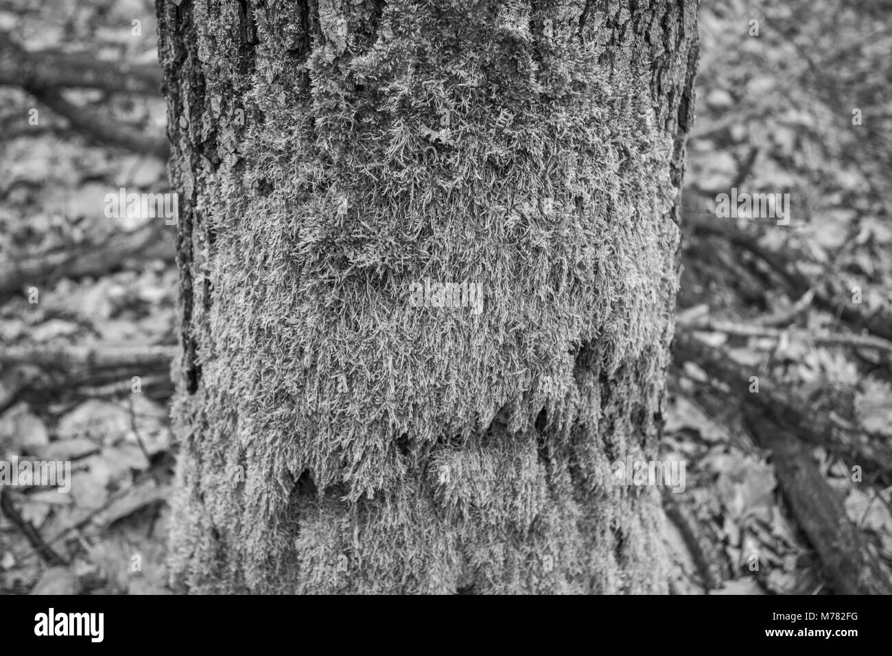 März 6, 2018 - Posen, Großpolen, Polen - Orte - der Wald und seine Umgebung in den frühen Frühling. (Bild: © dawid Tatarkiewicz über ZUMA Draht) Stockfoto