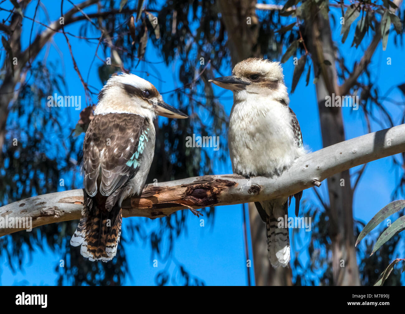 Zwei Kookaburras sitzen auf einem Ast Stockfoto