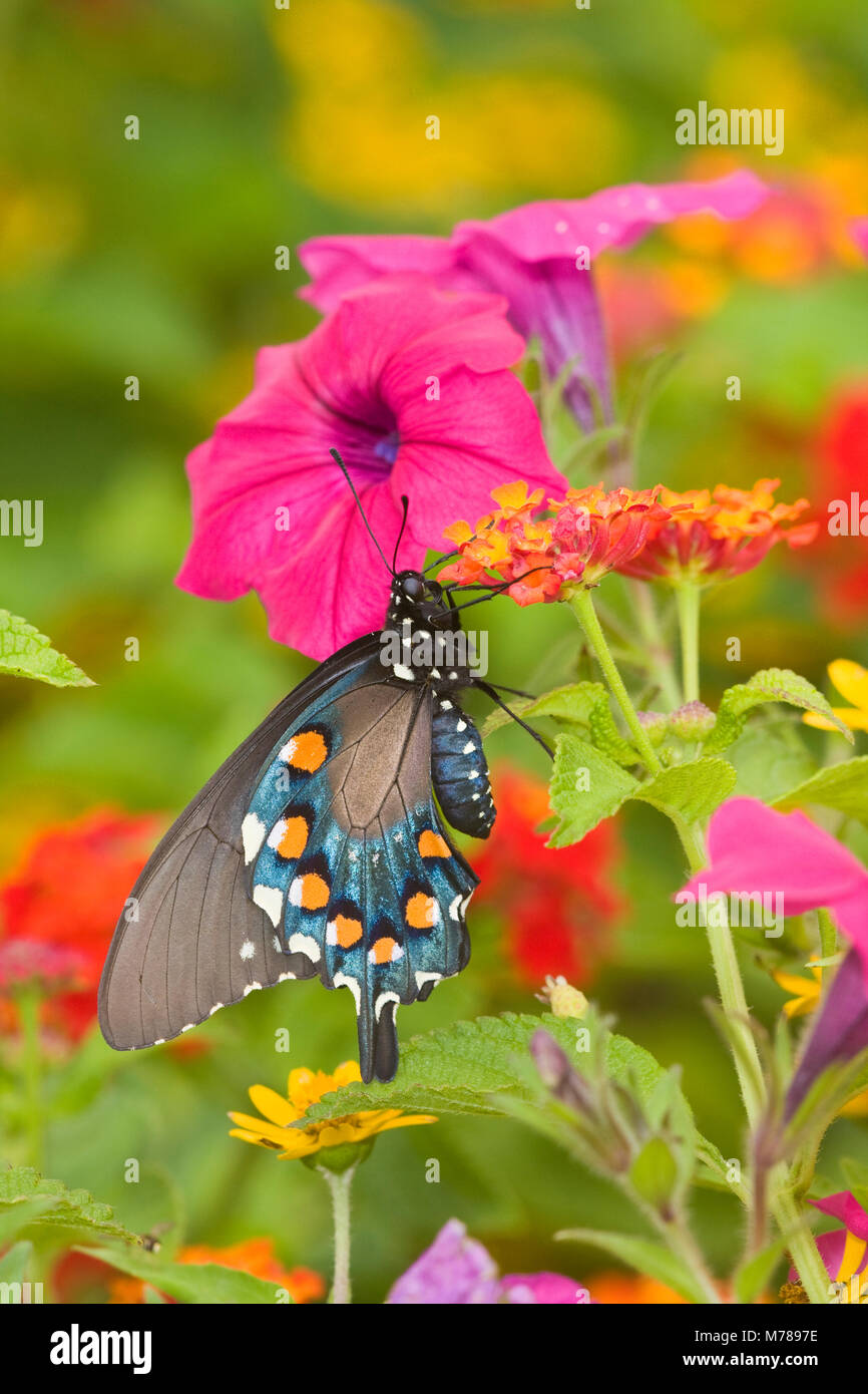 03004-01001 Pfeifenwinde Swallowtail (Battus philenor) an der roten Verbreitung Lantana (Lantana camara) im Schmetterlingsgarten, Marion Co.IL Stockfoto