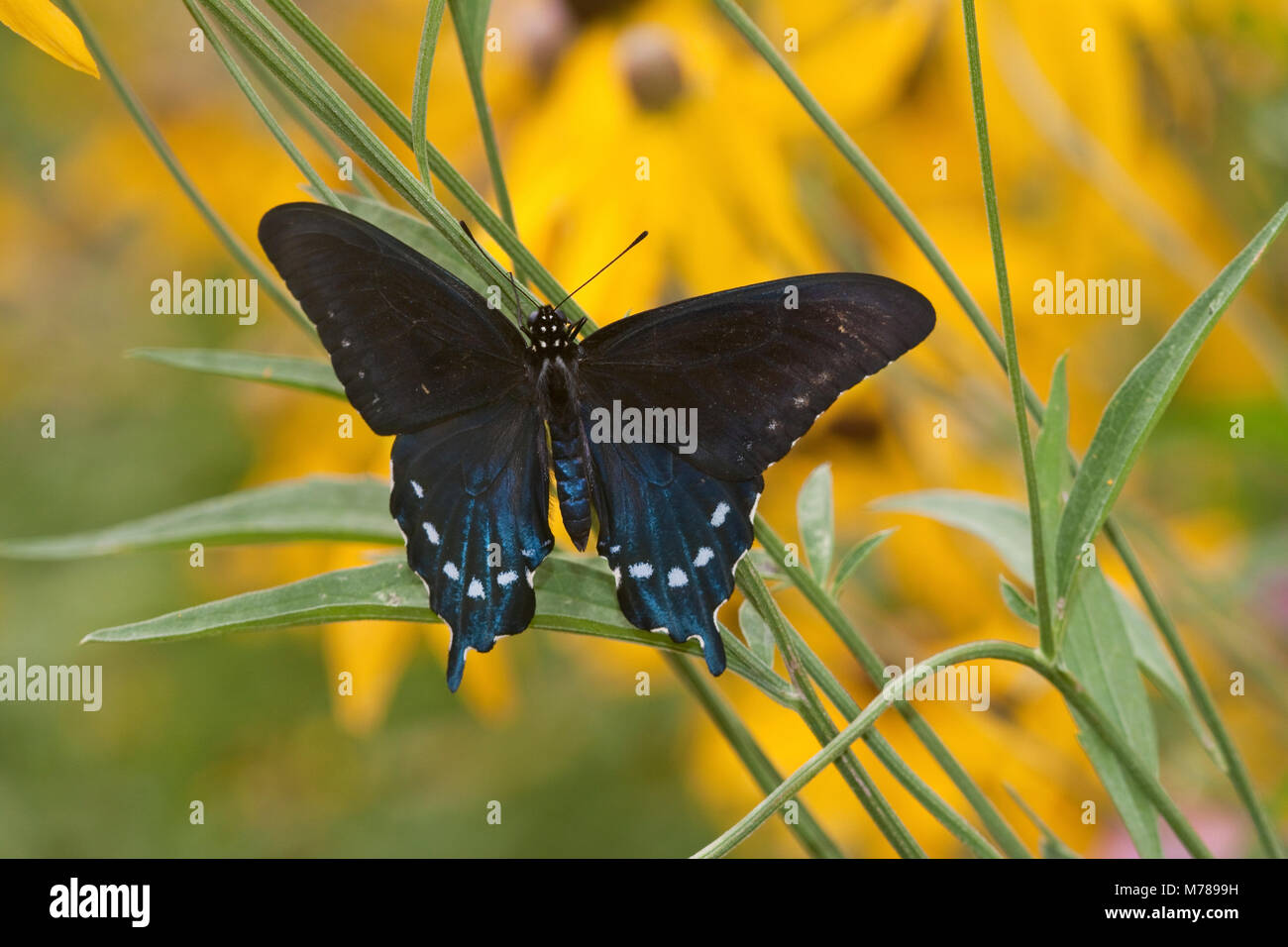 03004-01212 Pfeifenwinde Schwalbenschwanz Schmetterling (Battus philenor) männlich im Blumengarten, Marion Co., IL Schmetterling, Butter Fliegen, Insekten, Insecta, lepidopter Stockfoto