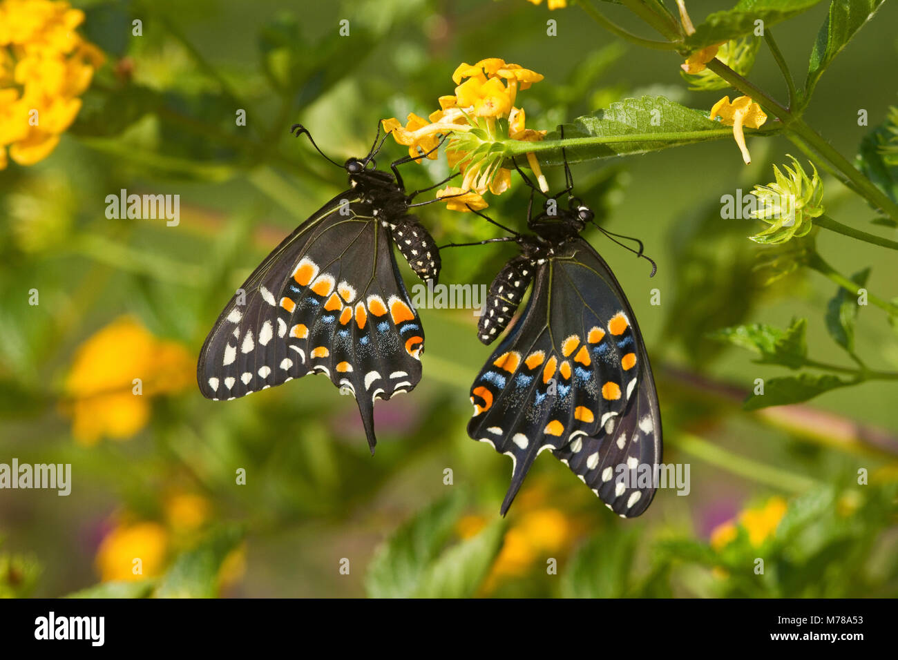 03009-01812 Schmetterlinge Schwalbenschwanz (Papilio polyxenes) männlich und weiblich auf neuen Gold Wandelröschen (Lantana camara) Marion Co., IL Stockfoto