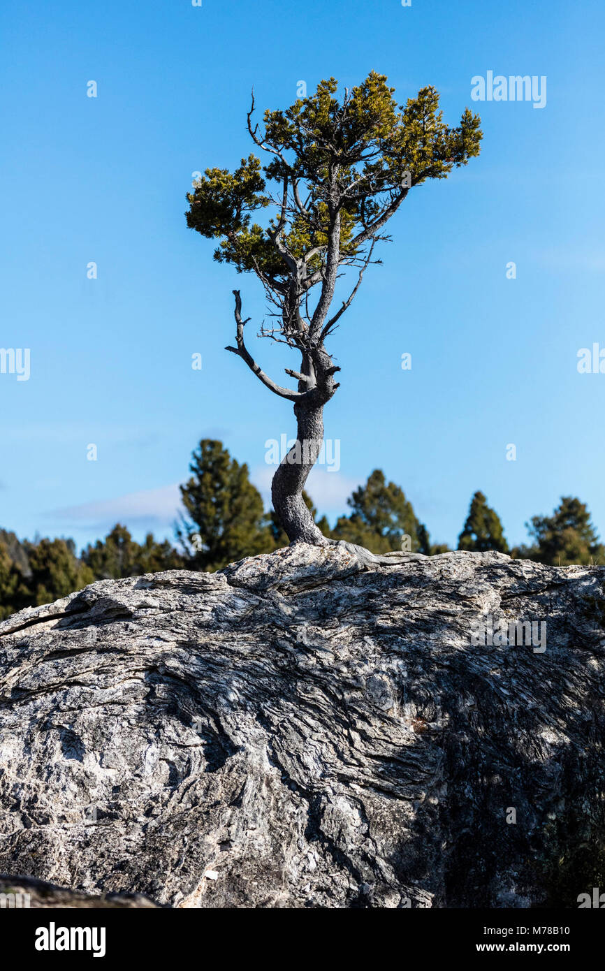 Das Leben findet einen Weg. Stockfoto