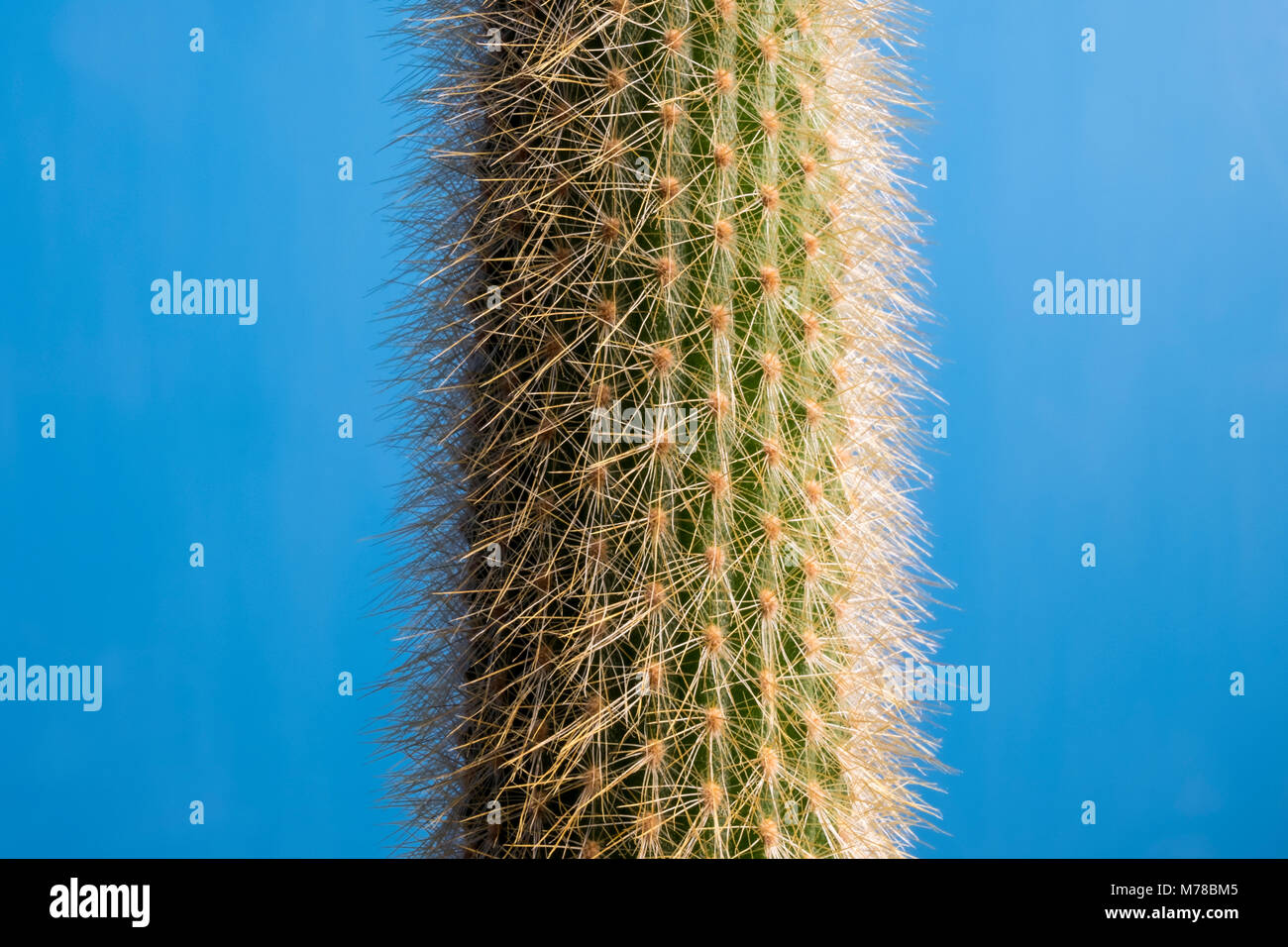 Die Welle des Grünen stacheligen Kaktus Pflanze mit weißen Nadel Dornen Nahaufnahme Stockfoto