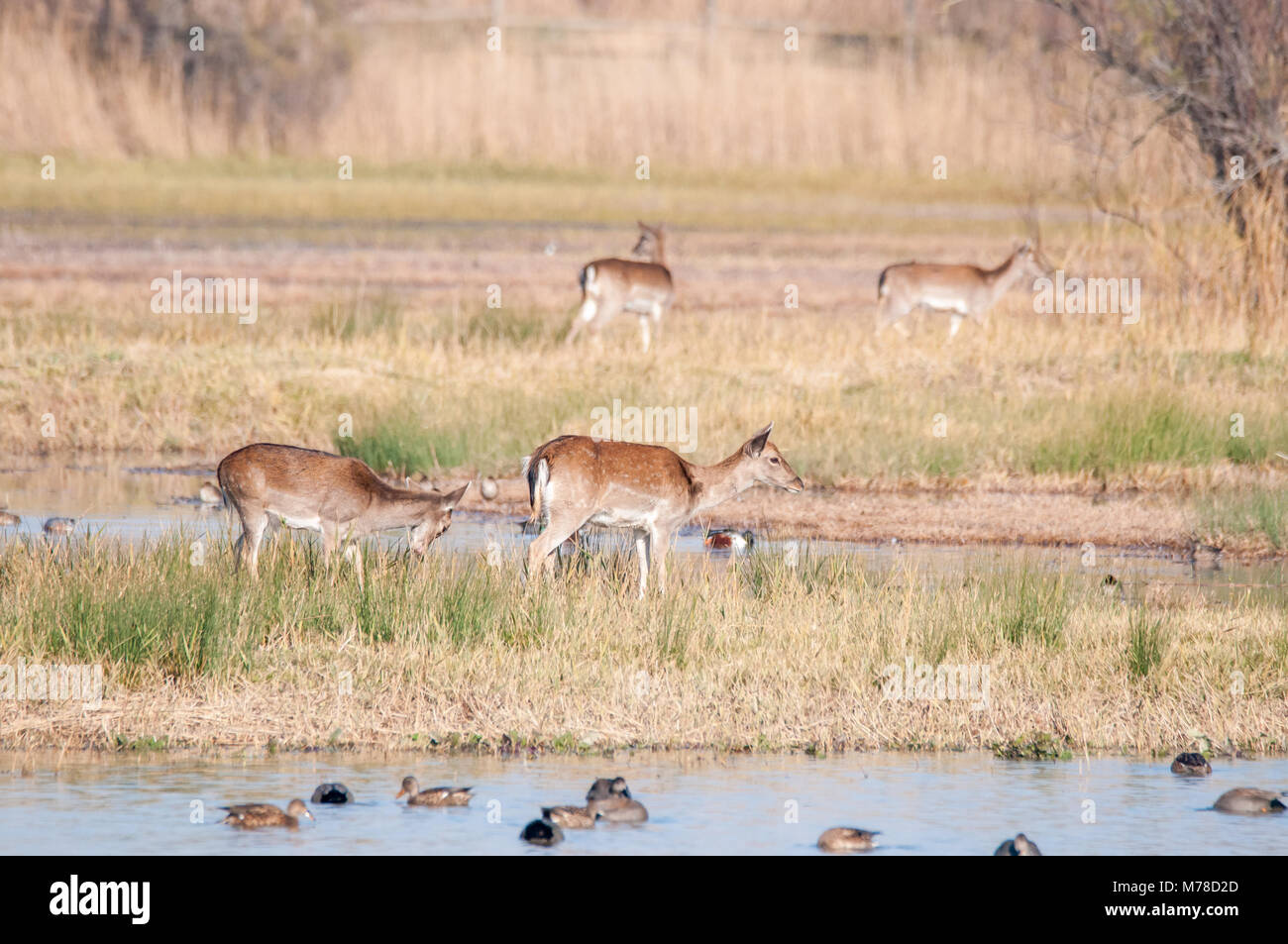 Damwild (Dama Dama), Aiguamolls Emporda, Feuchtgebiete, Katalonien, Spanien Stockfoto