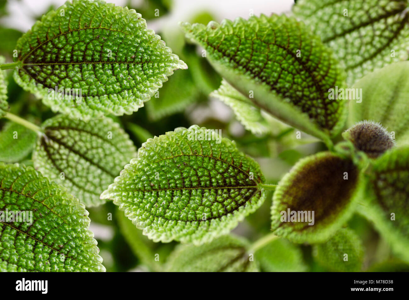 Moon Valley Pilea Pflanze mit einer kräftigen Farbe und intensive Textur der Blätter Stockfoto