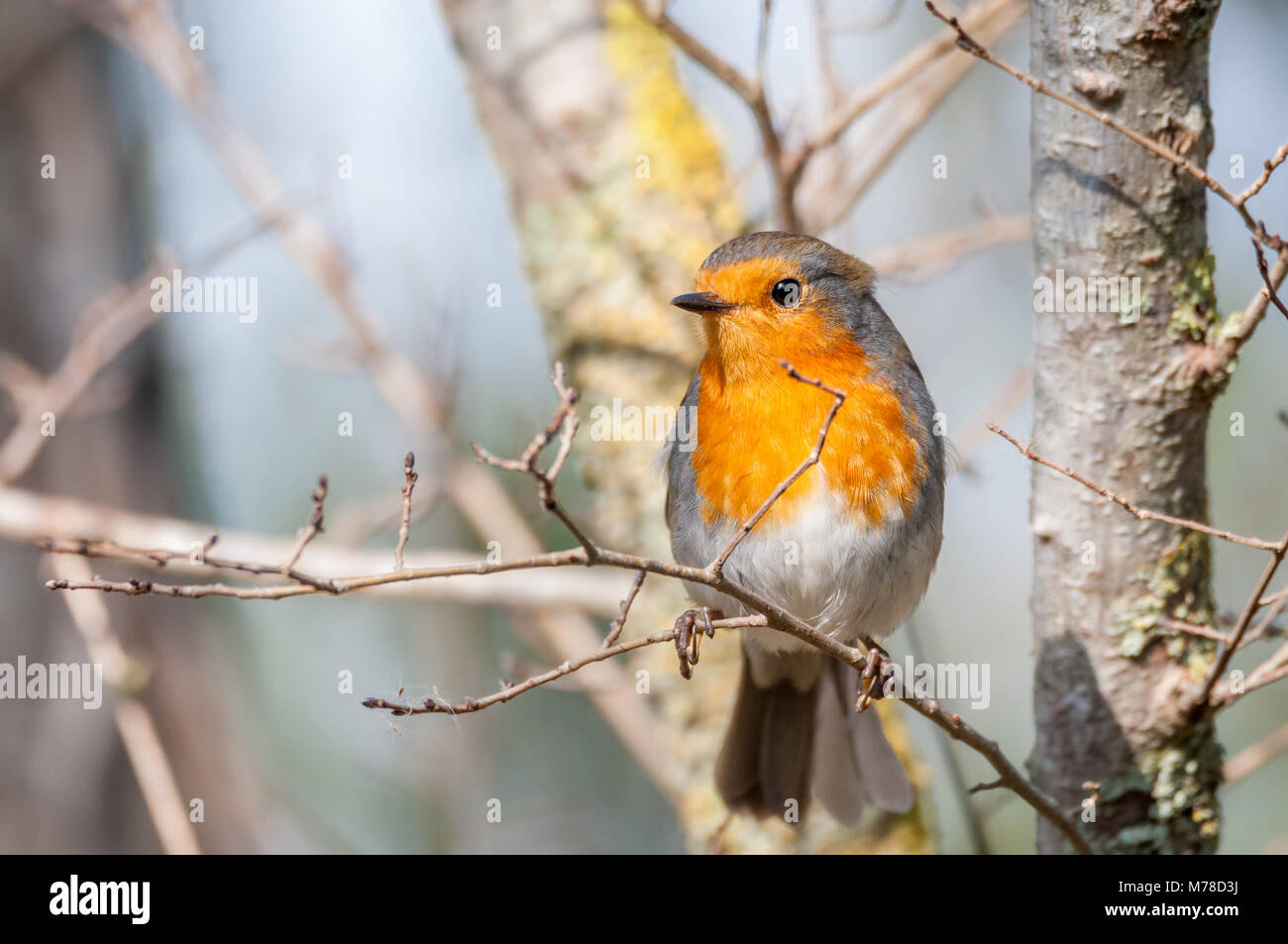 Europäische Rotkehlchen, Erithacus rubecula, Aiguamolls Empordà, Katalonien, Spanien Stockfoto
