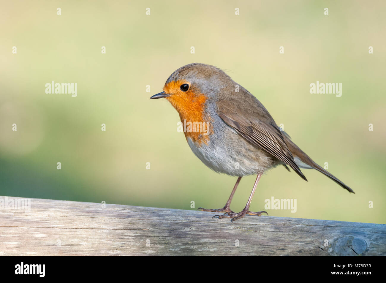 Europäische Rotkehlchen, Erithacus rubecula, Aiguamolls Empordà, Katalonien, Spanien Stockfoto