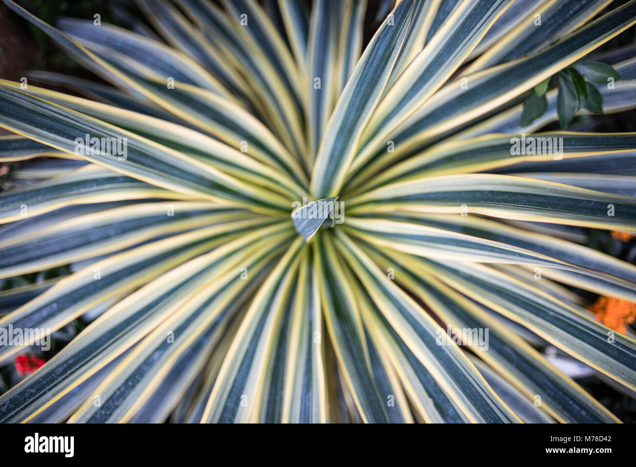 Von oben Blick auf die Cordyline Australis 'Torbay Dazzler' Werk stark gestreift mit Creamy-White Stockfoto