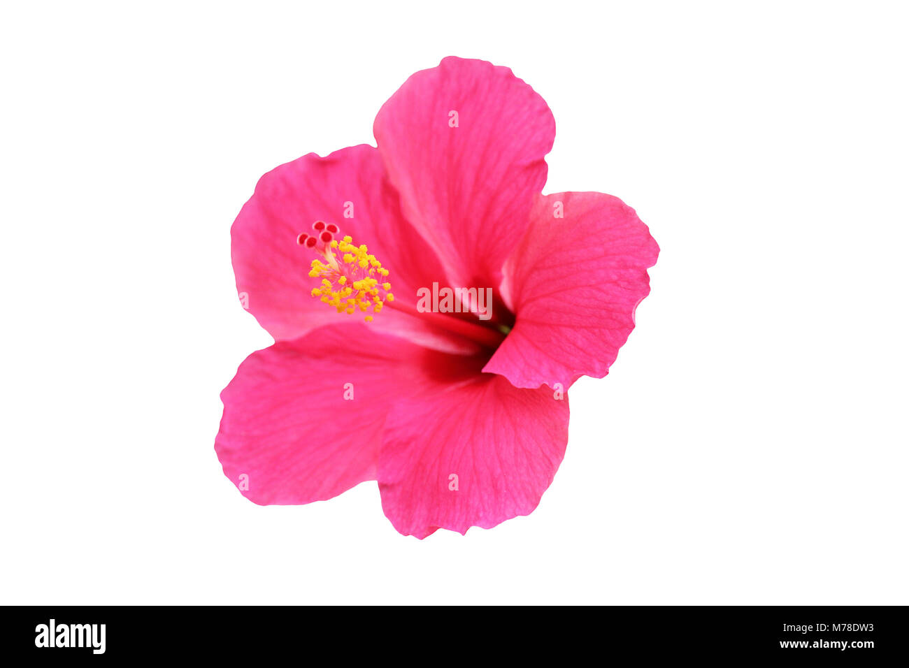 Blume, einzelne Blume, Hibiskus Blume auf weißem Hintergrund Stockfoto